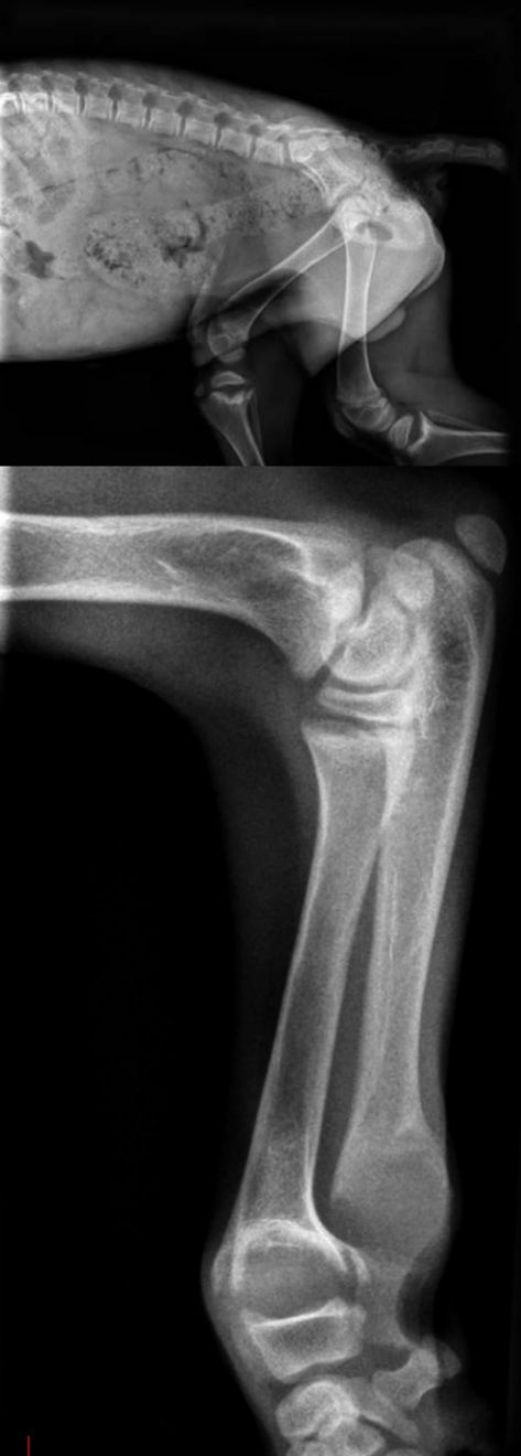 Radiographies latérales droites du bassin, de l’ulna et du radius chez un jeune chien (âge estimé à 1 an). Les métaphyses radiale, ulnaire et tibiale présentent un élargissement avec déformation en cupule, et une ostéopénie diffuse est présente. Ces anomalies sont compatibles avec un rachitisme.