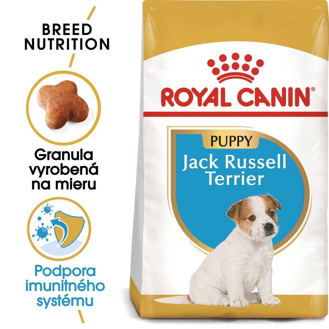 JACK RUSSELL TERRIER Puppy
