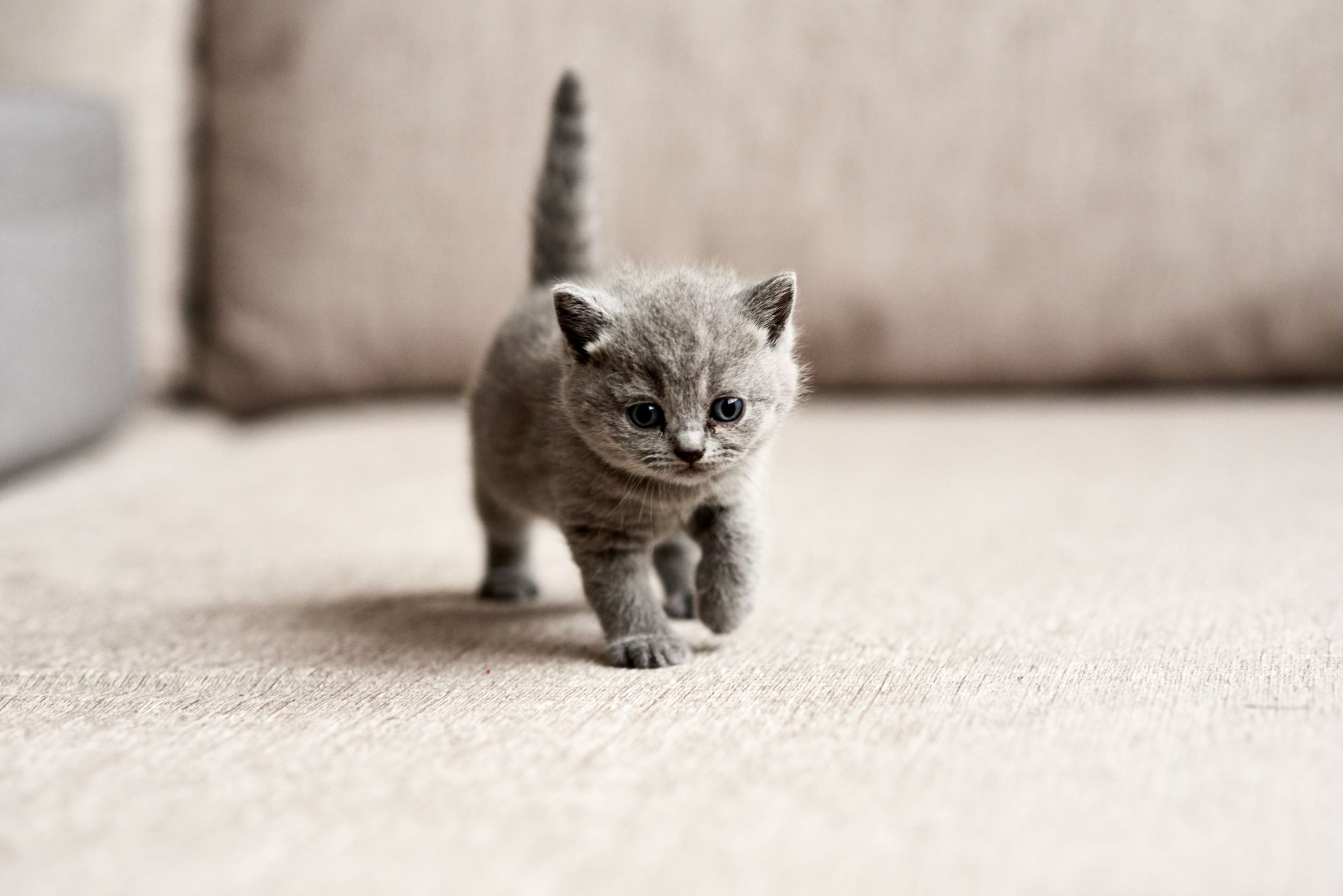 Small gray kitten walking on carpet