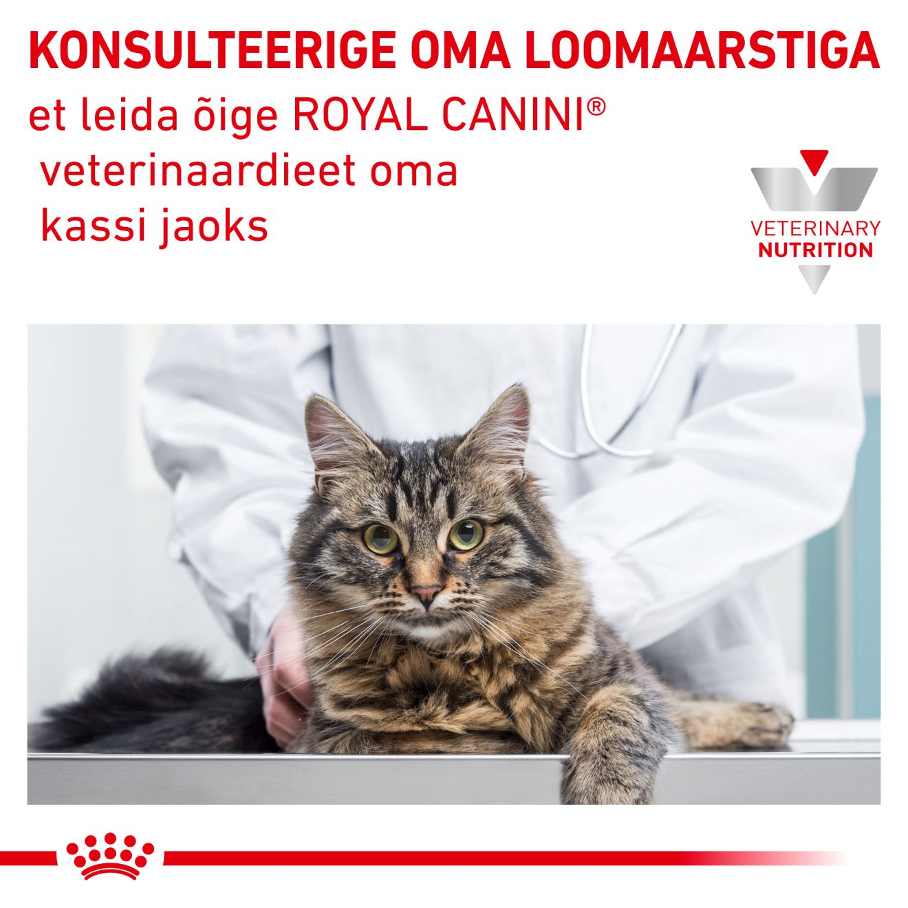 Royal Canin Skin & Coat Cat kuivtoit