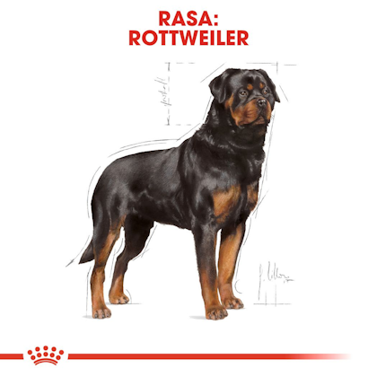 RC-BHN-Rottweiler-CV-Eretailkit-1-ro_RO