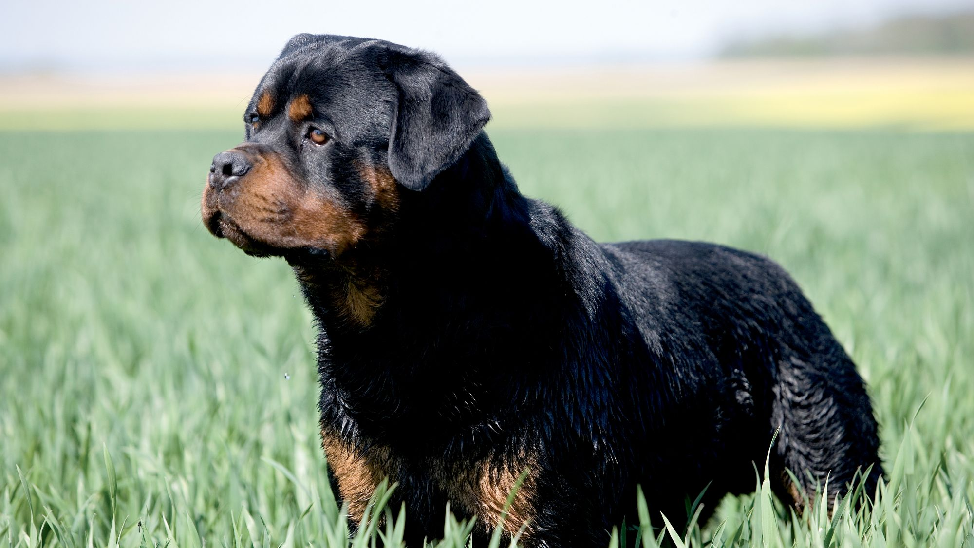 Rottweiler em pé na relva alta