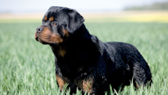 Rottweiler Royal Canin PE