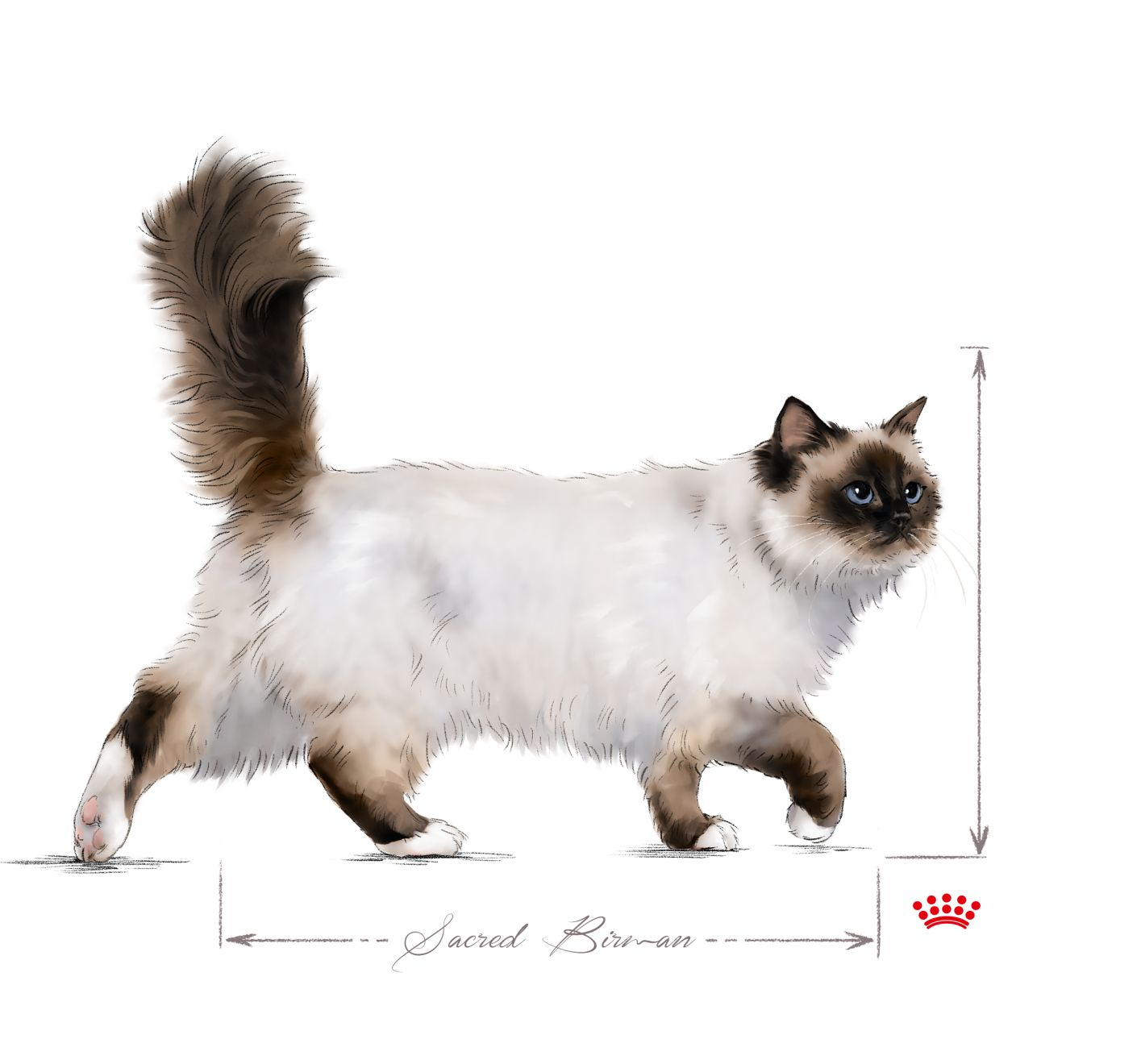 Sacred Birman adult in black and white