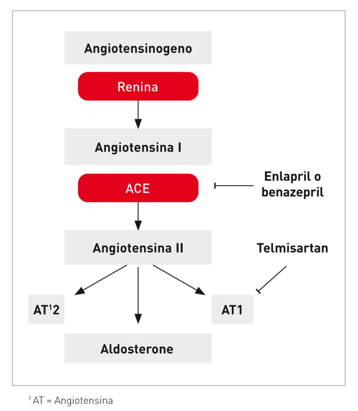  Il sistema renina-angiotensina-aldosterone e le sedi d'azione dei farmaci usati più spesso nel gatto.