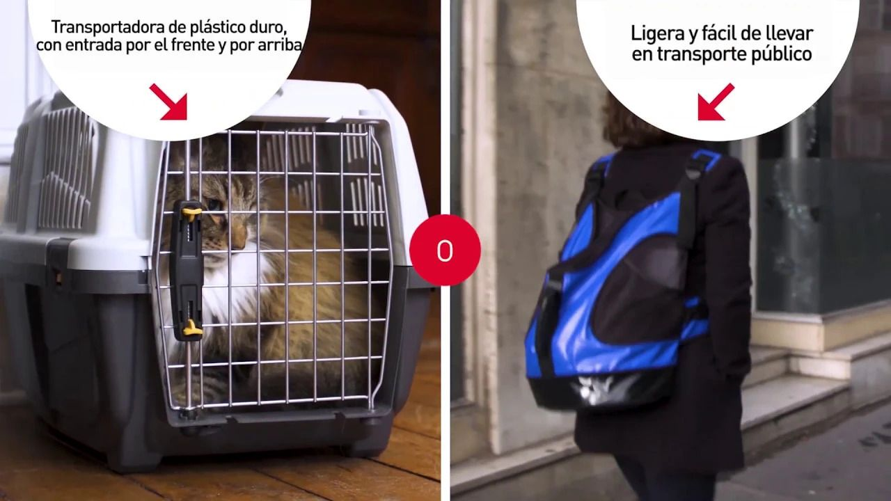 10 tips para llevar a tu gato al veterinario