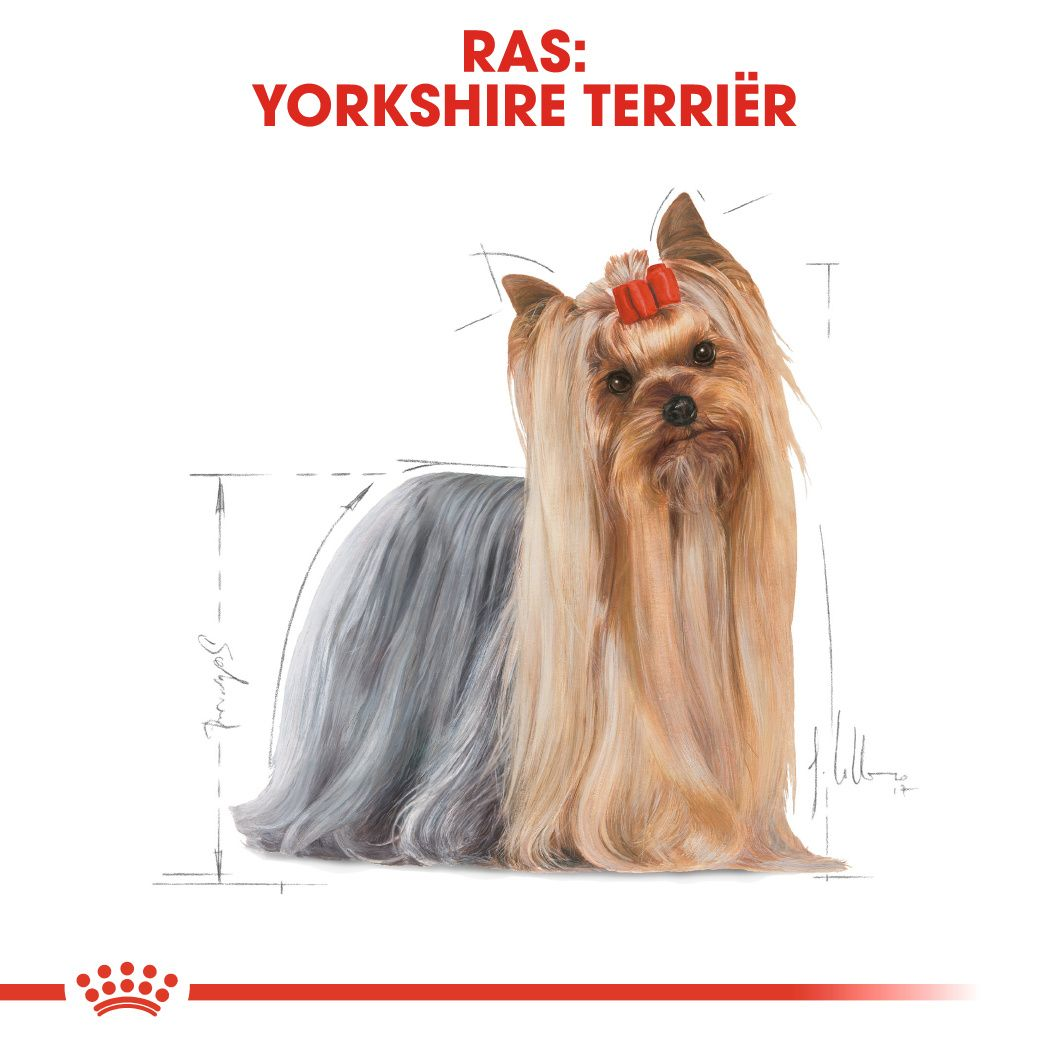 Yorkshire Terrier Adult