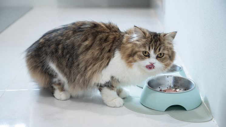 Gato persa mestizo comiendo alimento en un tazón