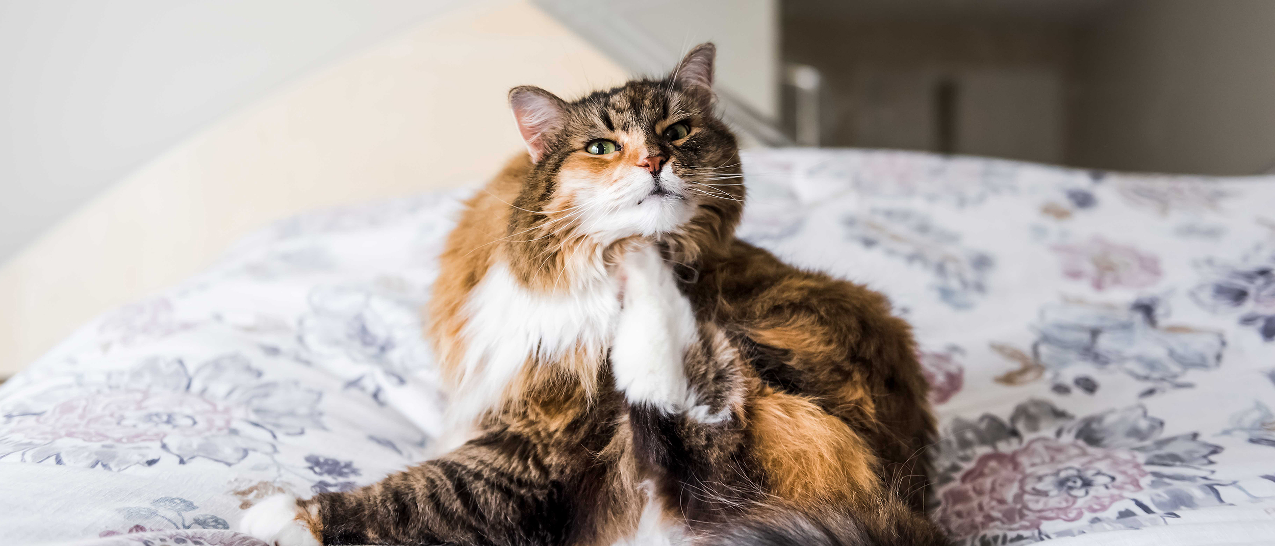 Cat lying down indoors