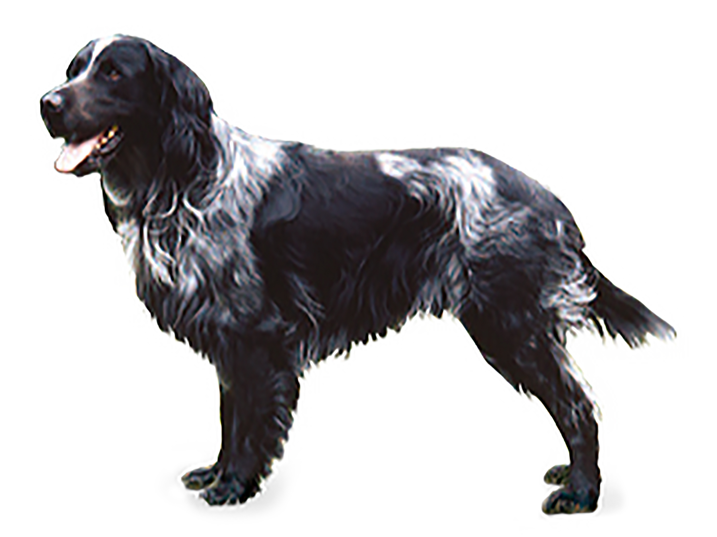 Blue Picardy Spaniel adult black and white