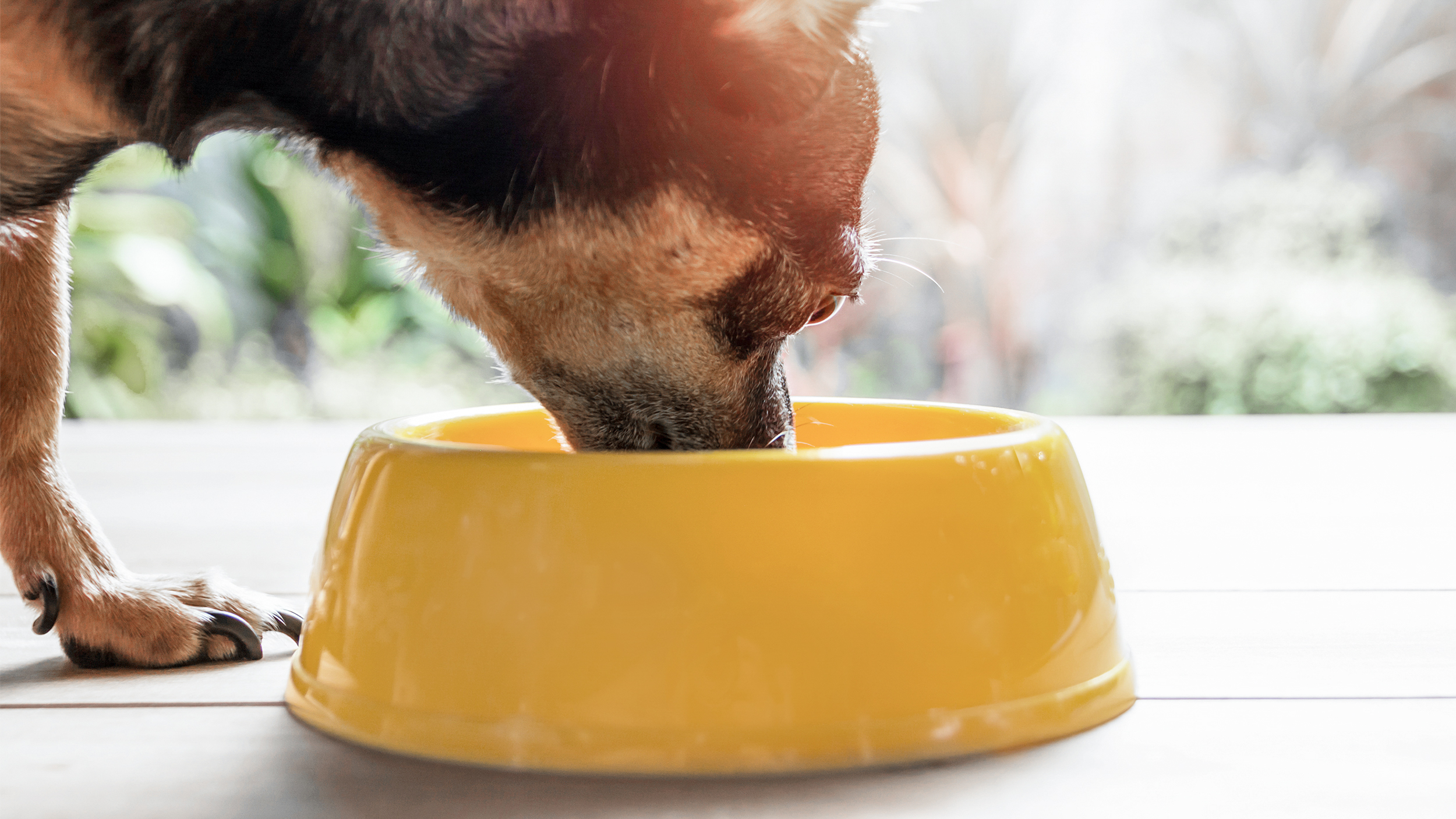 Ausgewachsener Chihuahua steht auf Terrassendielen und frisst aus einem gelben Napf.