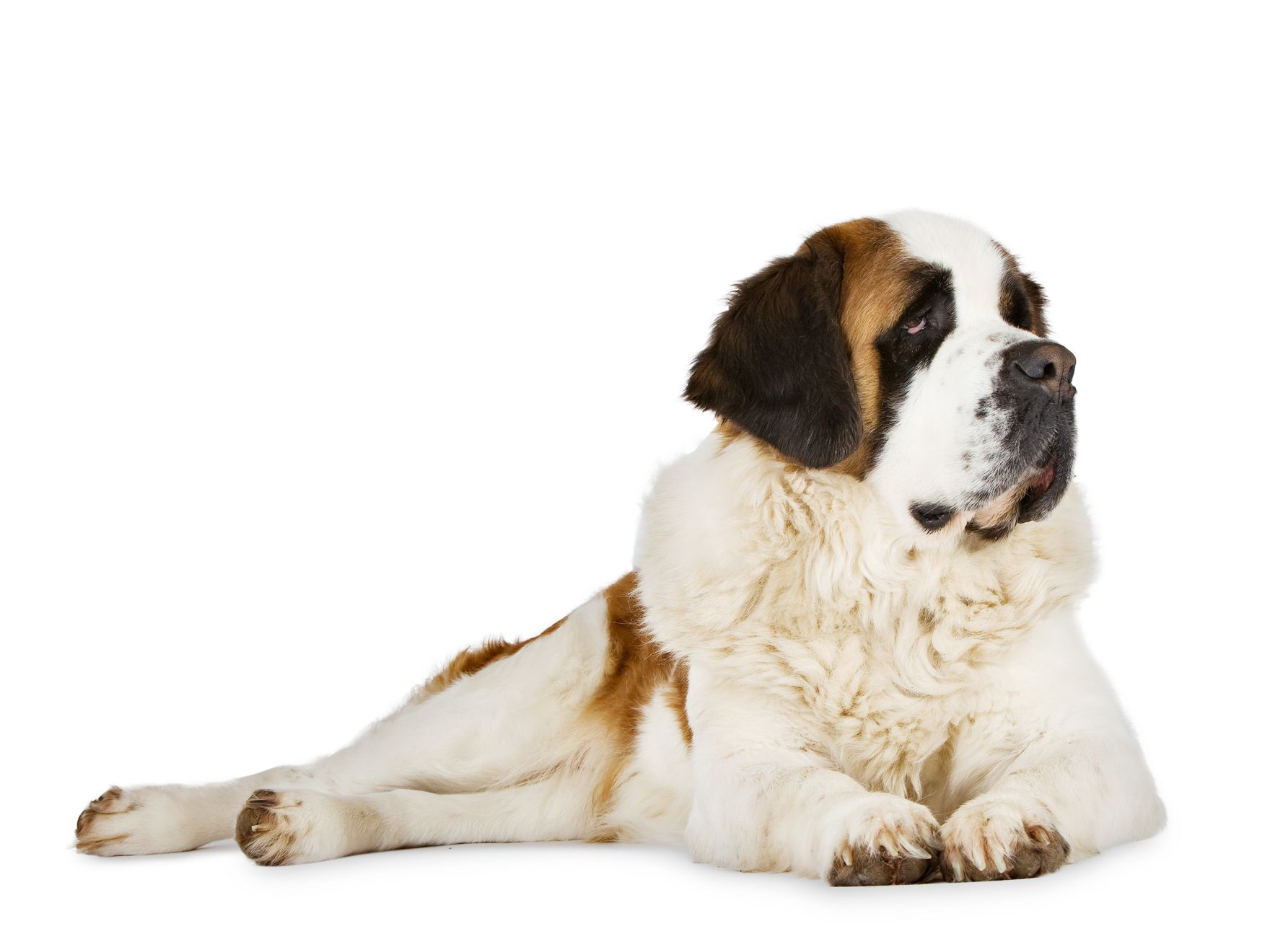 Saint Bernard adult lying down on white background