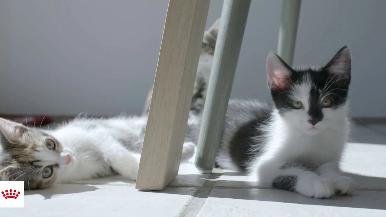 Verdt å vite om en huskatt