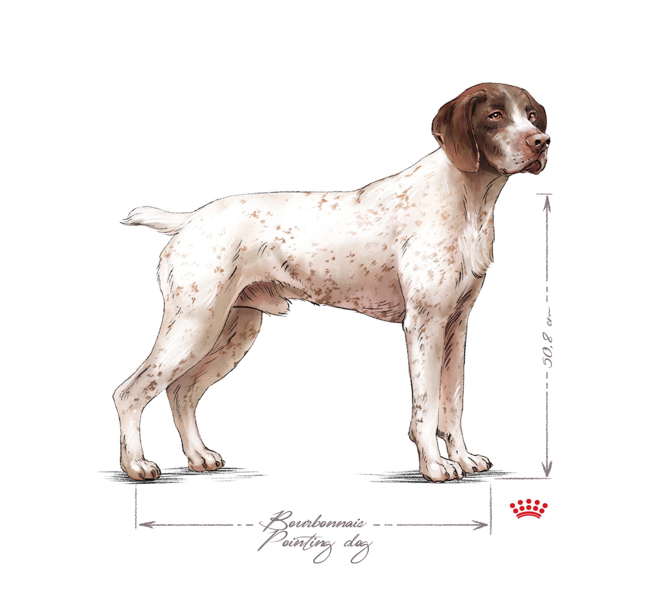 Braque du Bourbonnais