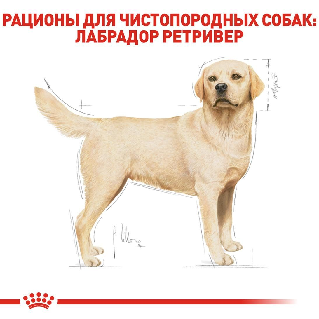 Labrador Retriever Adult