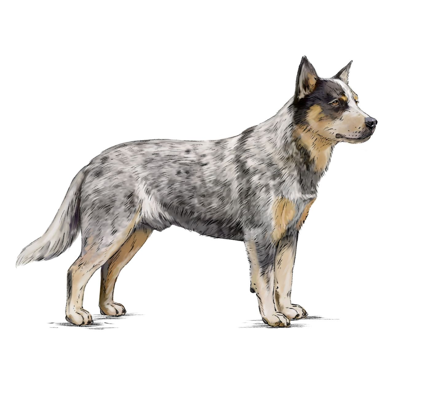 Royal canin 2025 australian cattle dog