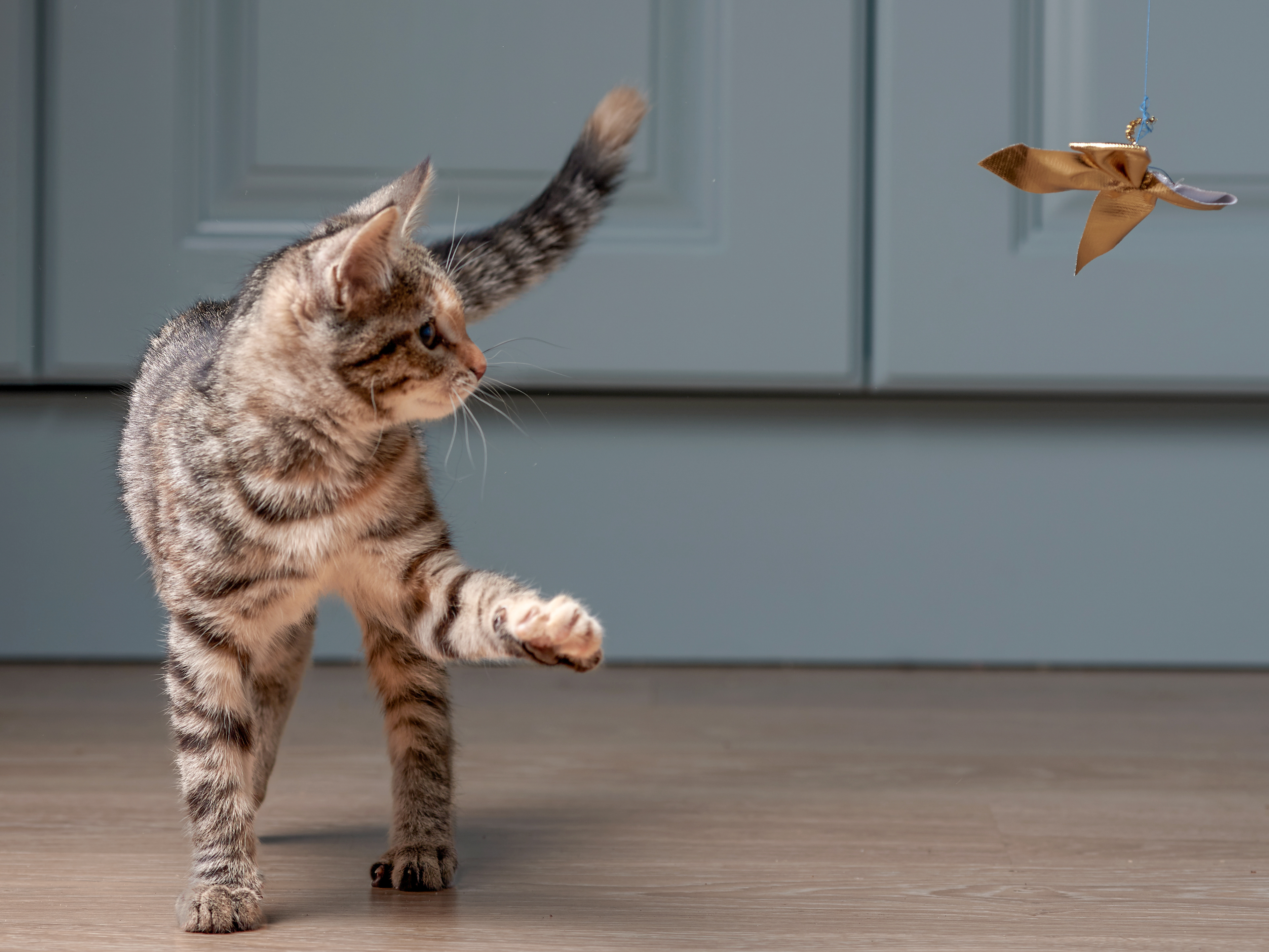 Tabby kitten playing in a kitchen with a ribbon on string