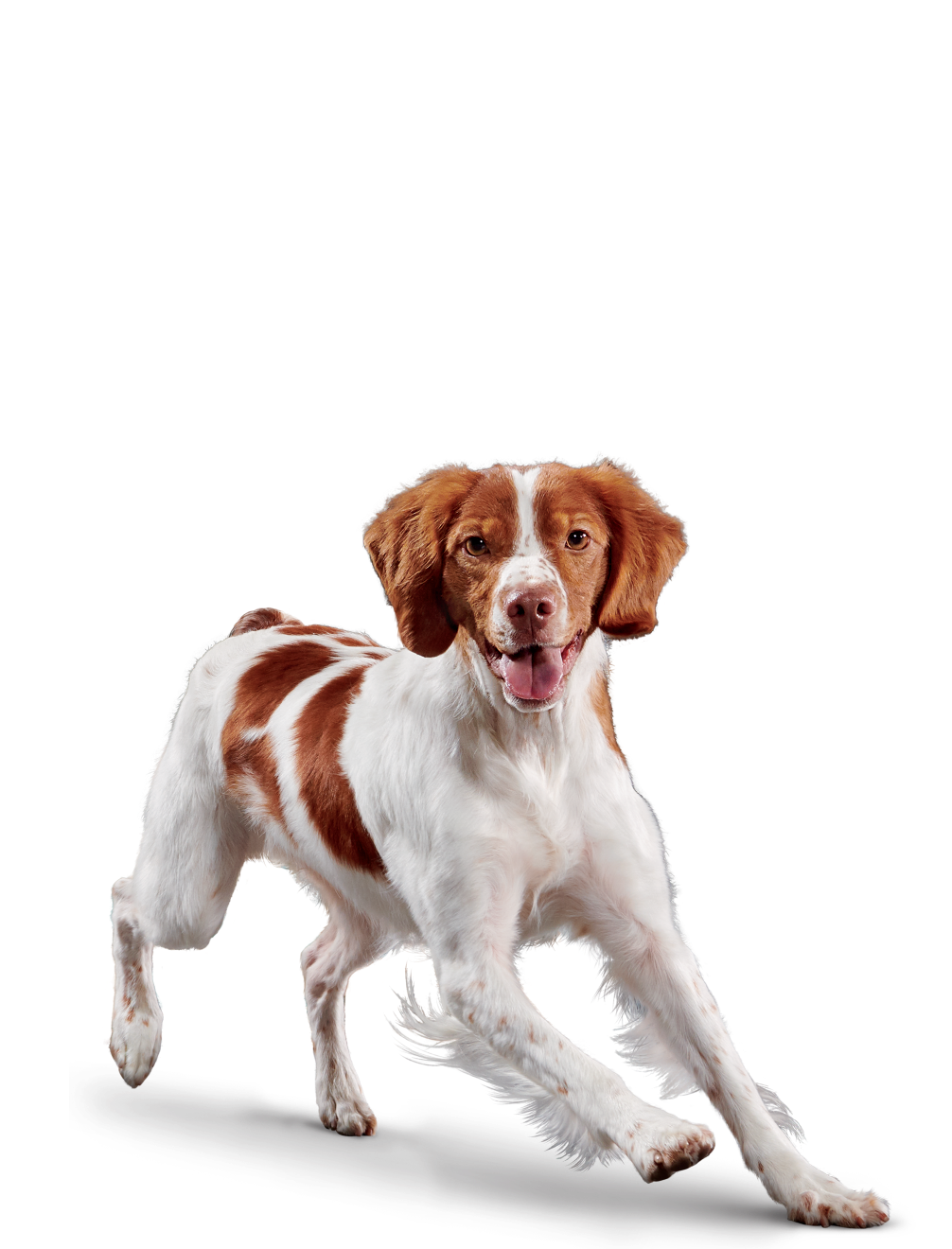 Eukanuba™ SENIOR - LAMB 1ST INGREDIENT