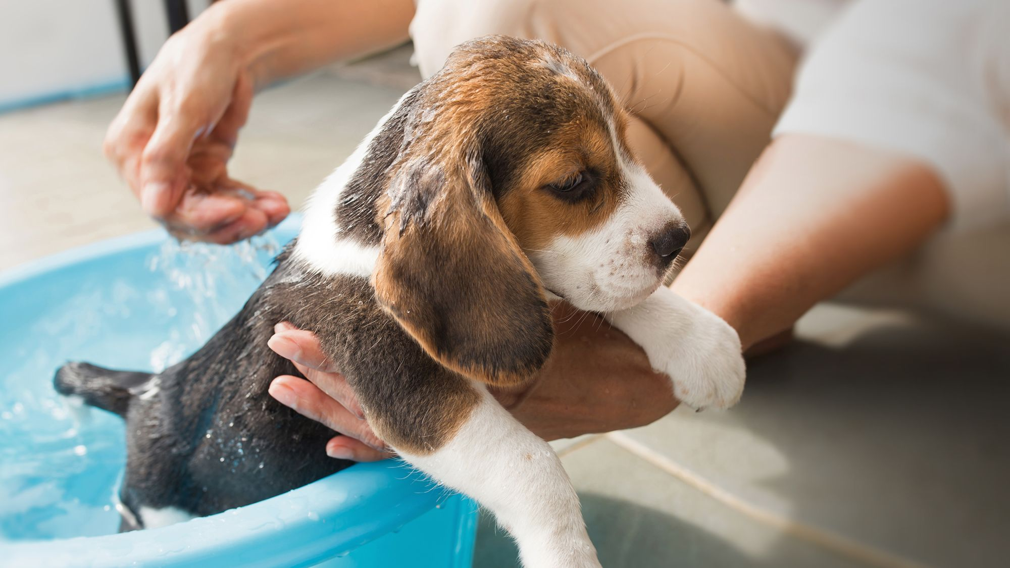 Eukanuba beagle sale