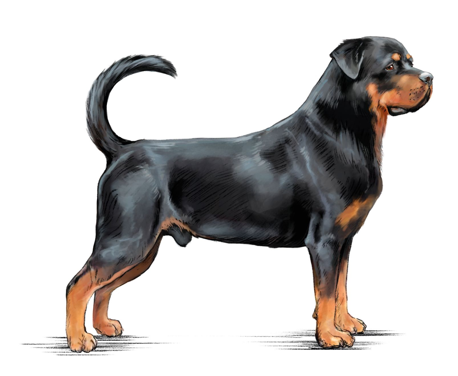 Illustration af sort og brun rottweiler fra siden