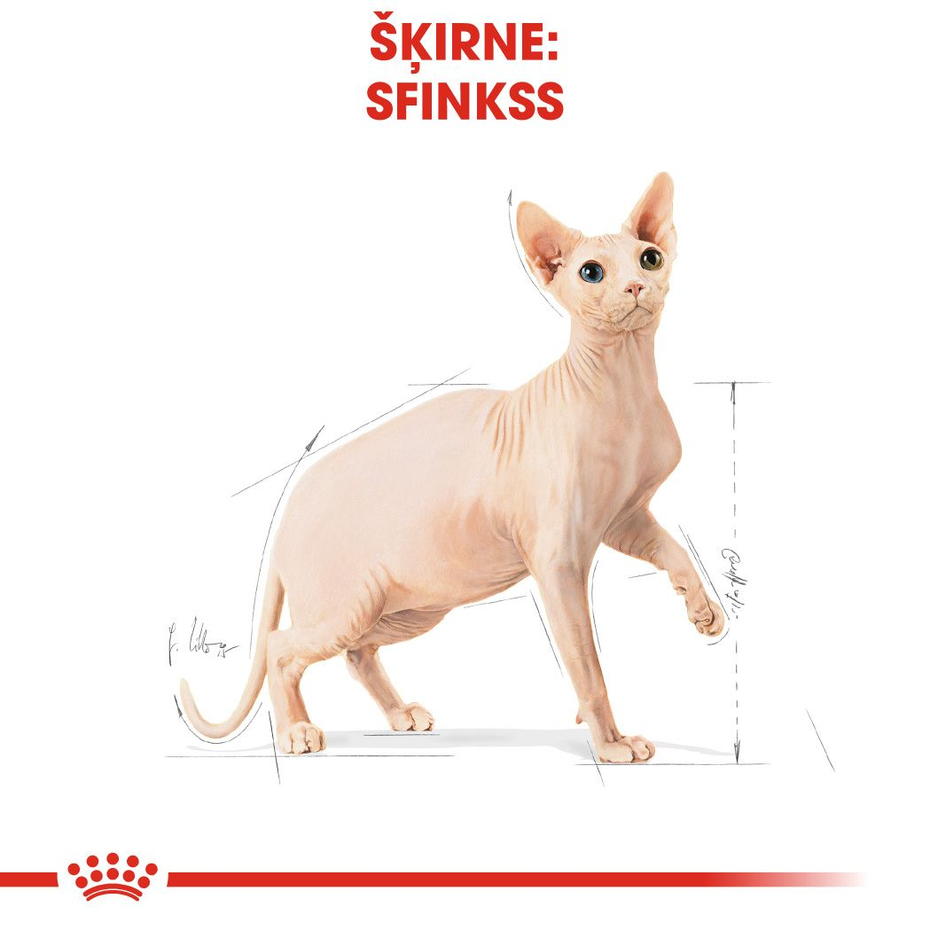 Sphynx Adult