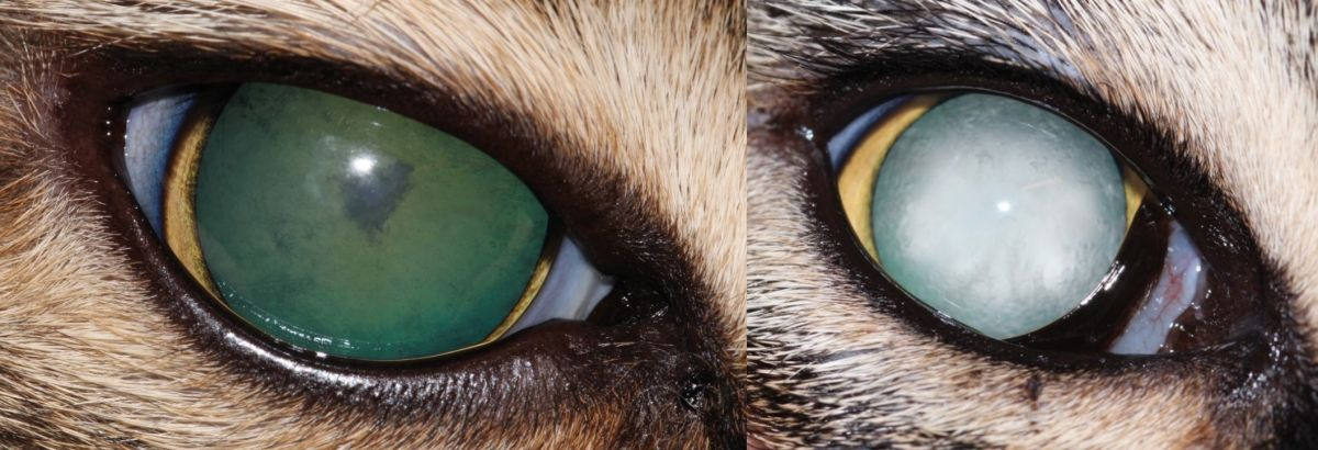 Figure 9. Congenital/hereditary cataracts in a 2-year-old Domestic Shorthair cat (left) and 4-year-old Domestic Shorthair cat (right). Note the varied appearance of opacification of the lens and disruption of the fundic reflex. © Elena Fenollosa Romero CertVOphthal MRCVS, ECVO resident DWR, United Kingdom