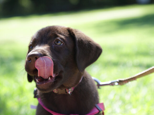 Chiot tenu en laisse se léchant les babines, grande langue