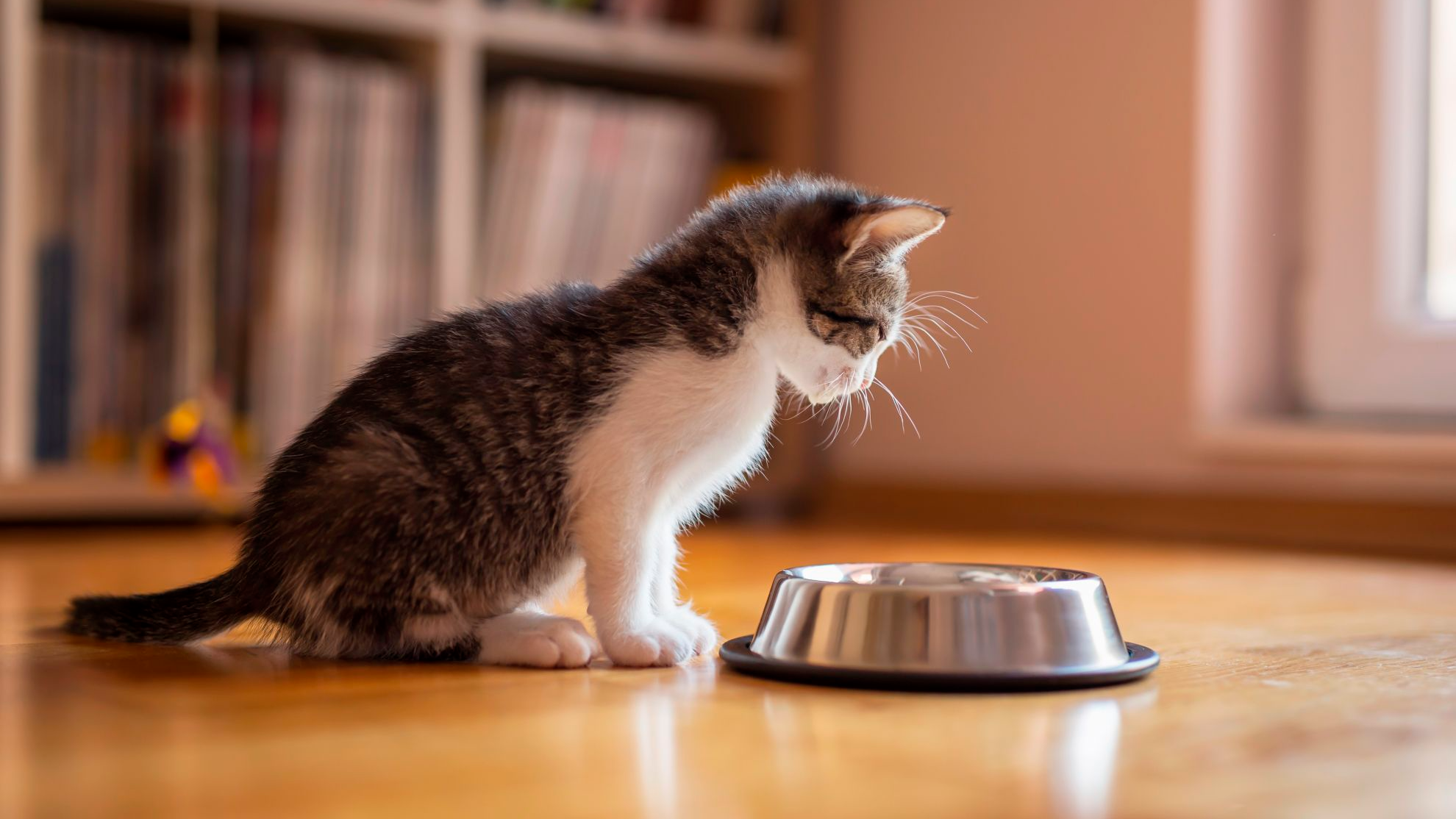 Un chaton est assis devant un abreuvoir posé sur le sol à l'intérieur, près d'une fenêtre.