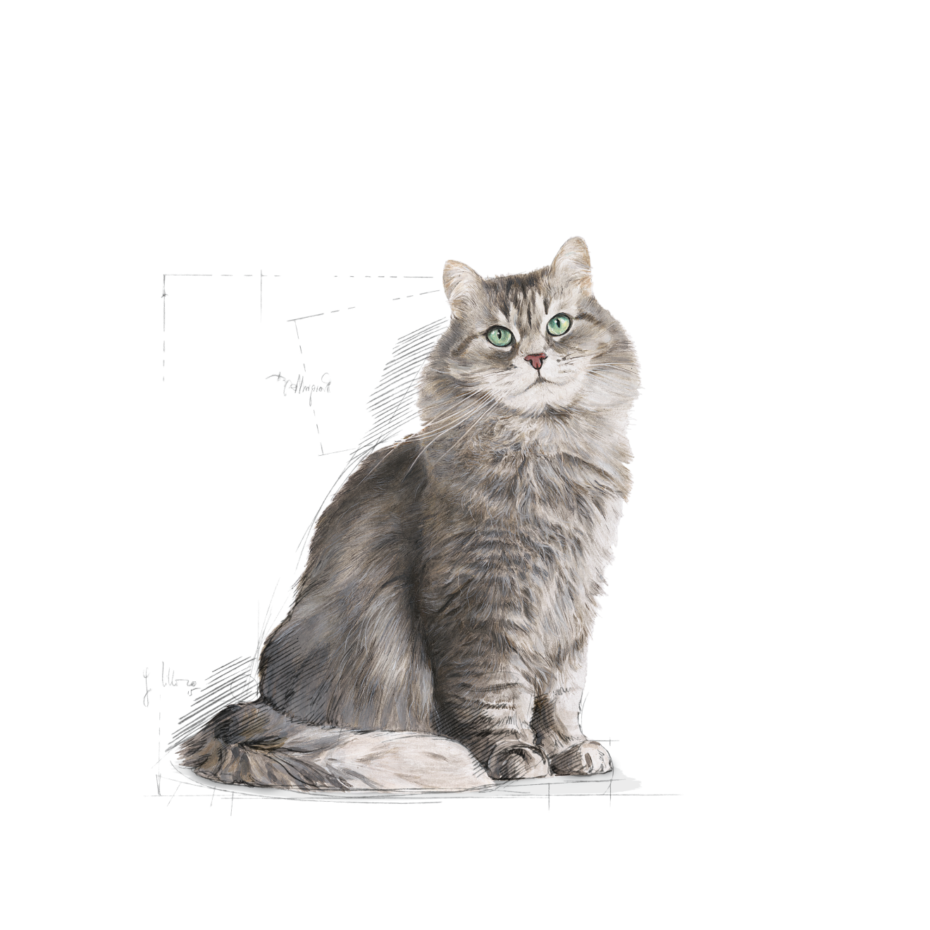 Sensible 33 | Royal Canin AE