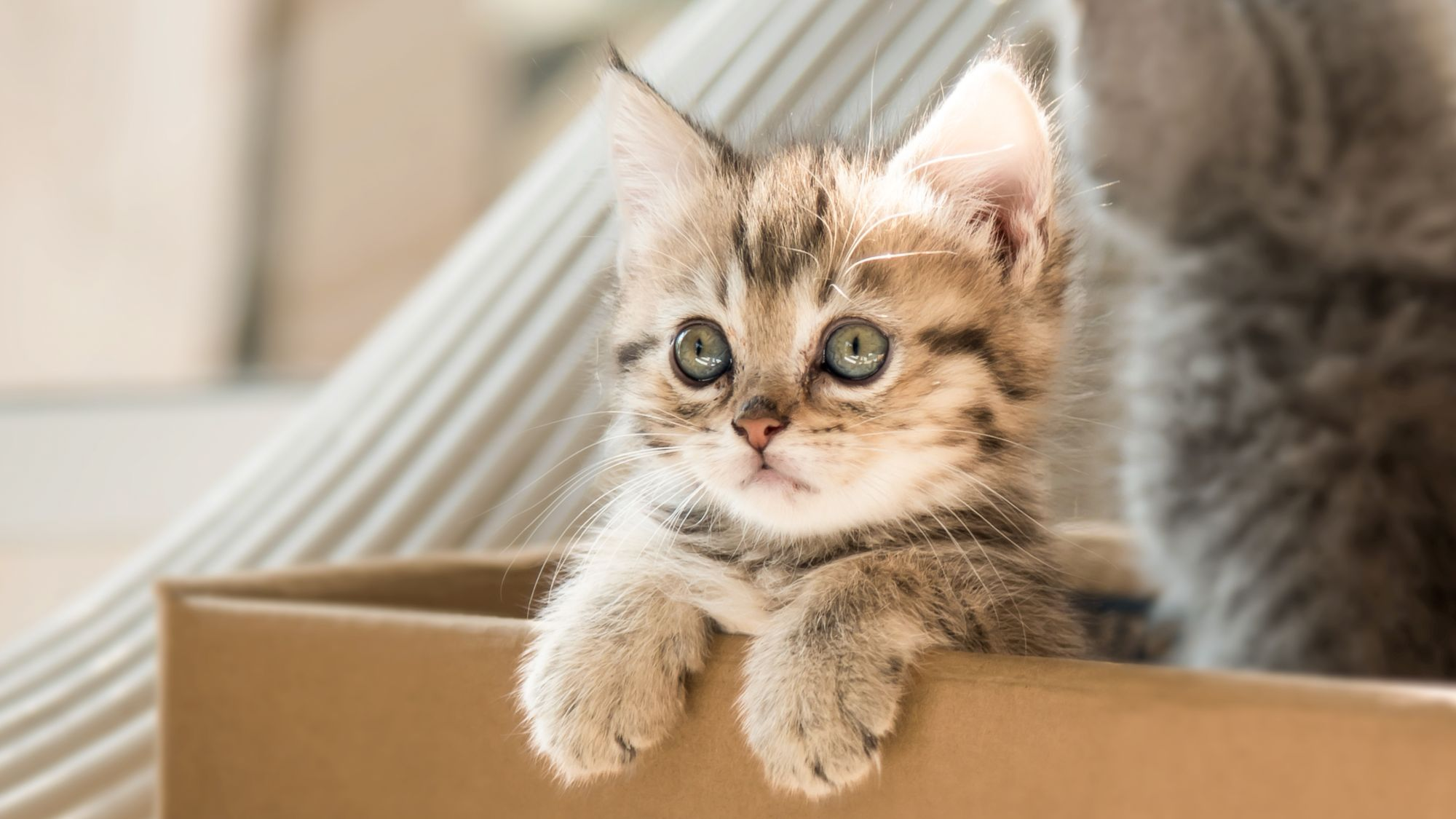 Two kittens sitting in a cardboard box