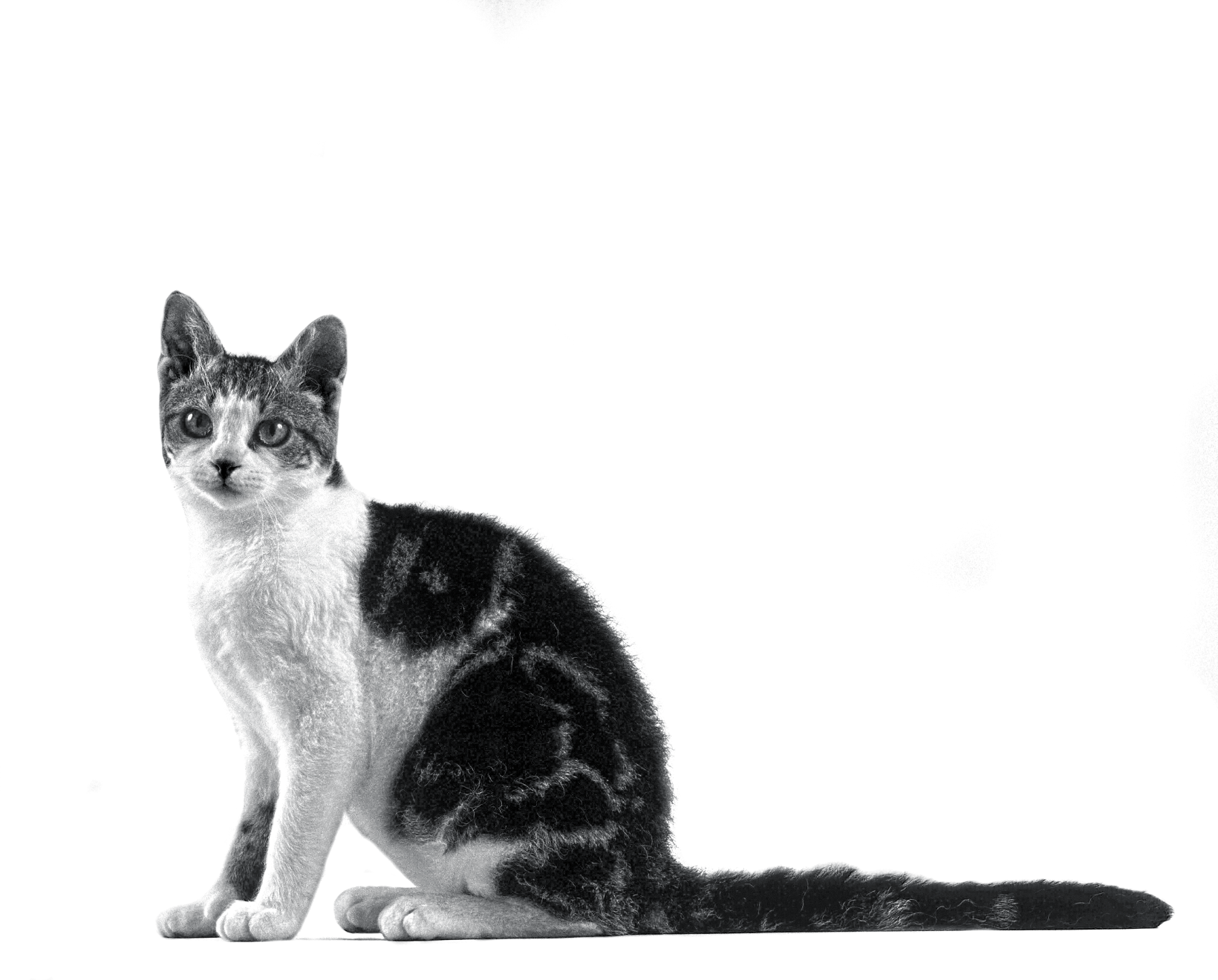 american-wirehair-bw-2