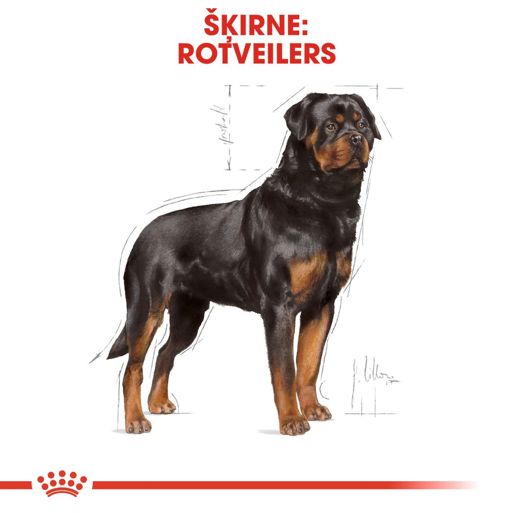 Rottweiler Adult