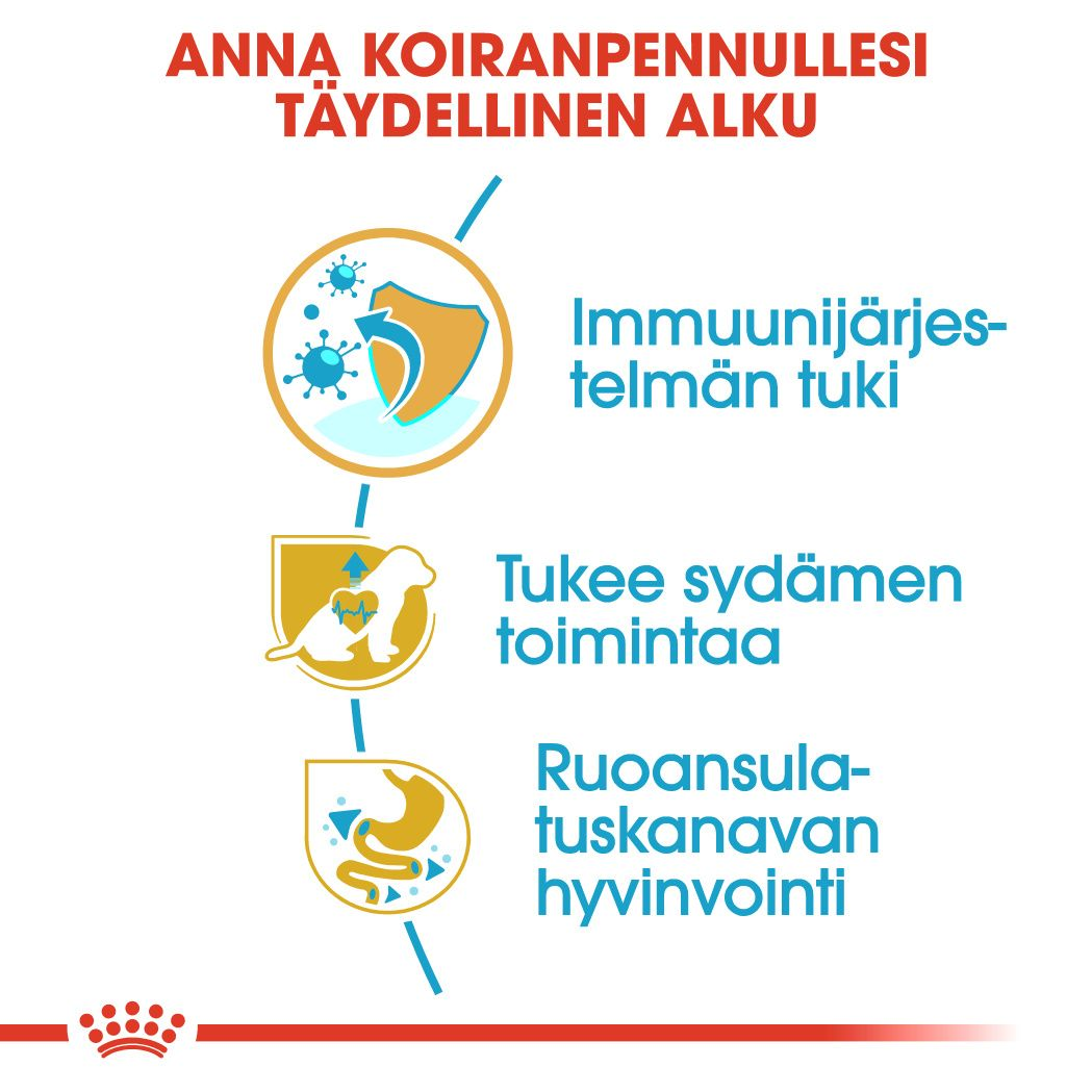 Cavalier King Charles Puppy