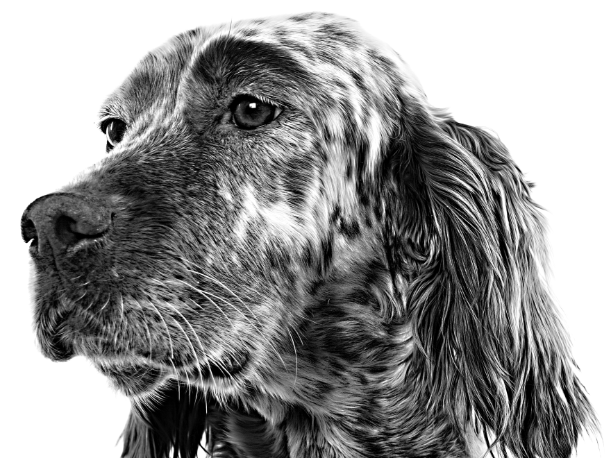 Black and white close-up portrait of an English Setter looking left