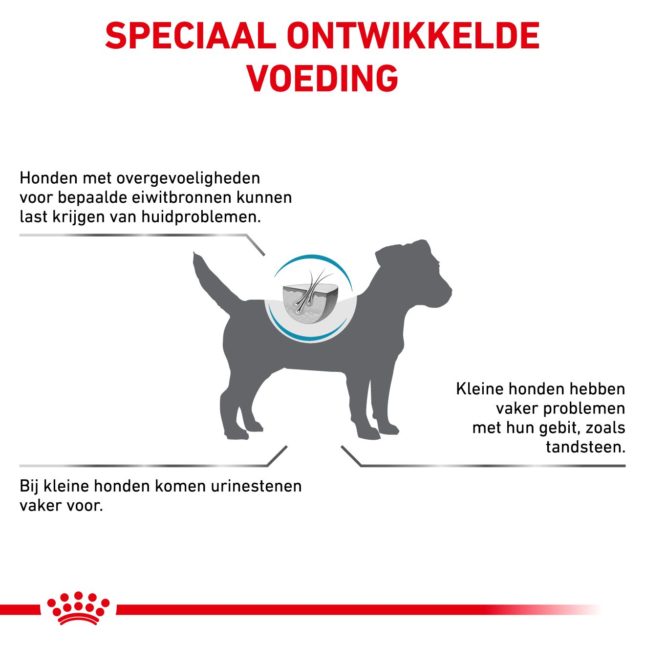 Hypoallergenic Small Dog
