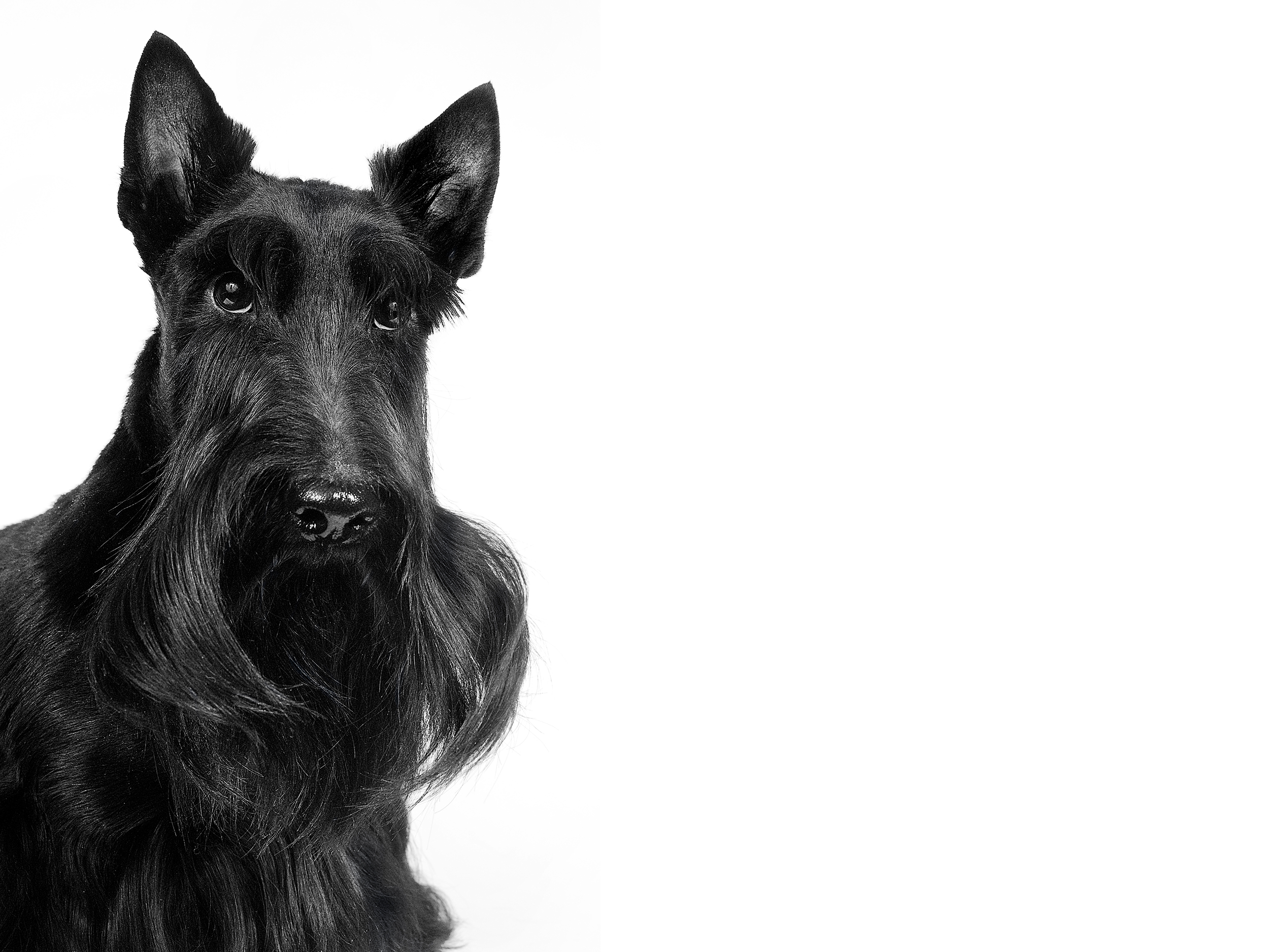 black and white scottish terrier adult 