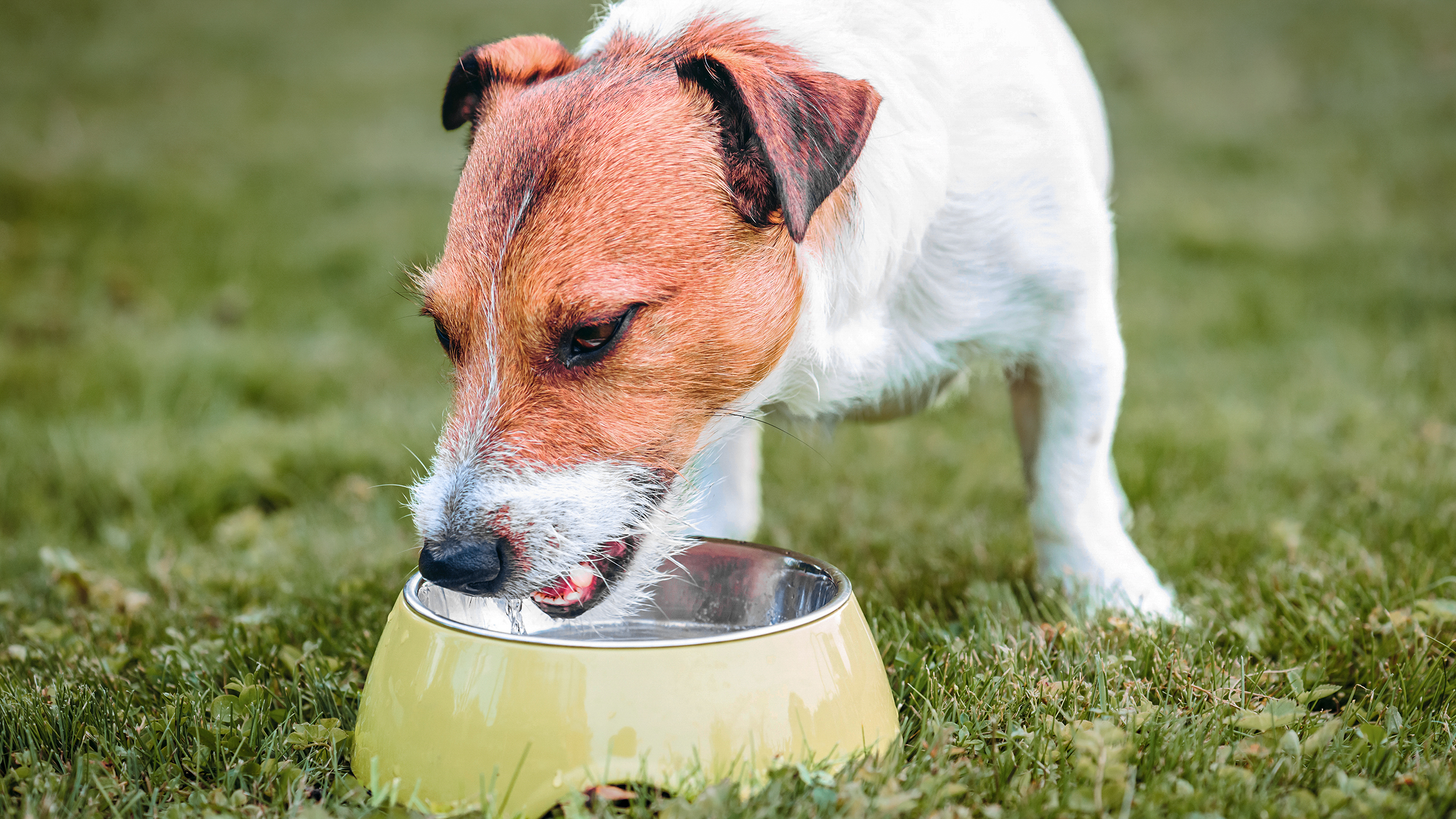 En vuxen jack russell står utomhus och äter ur en kräm- och silverfärgad skål.