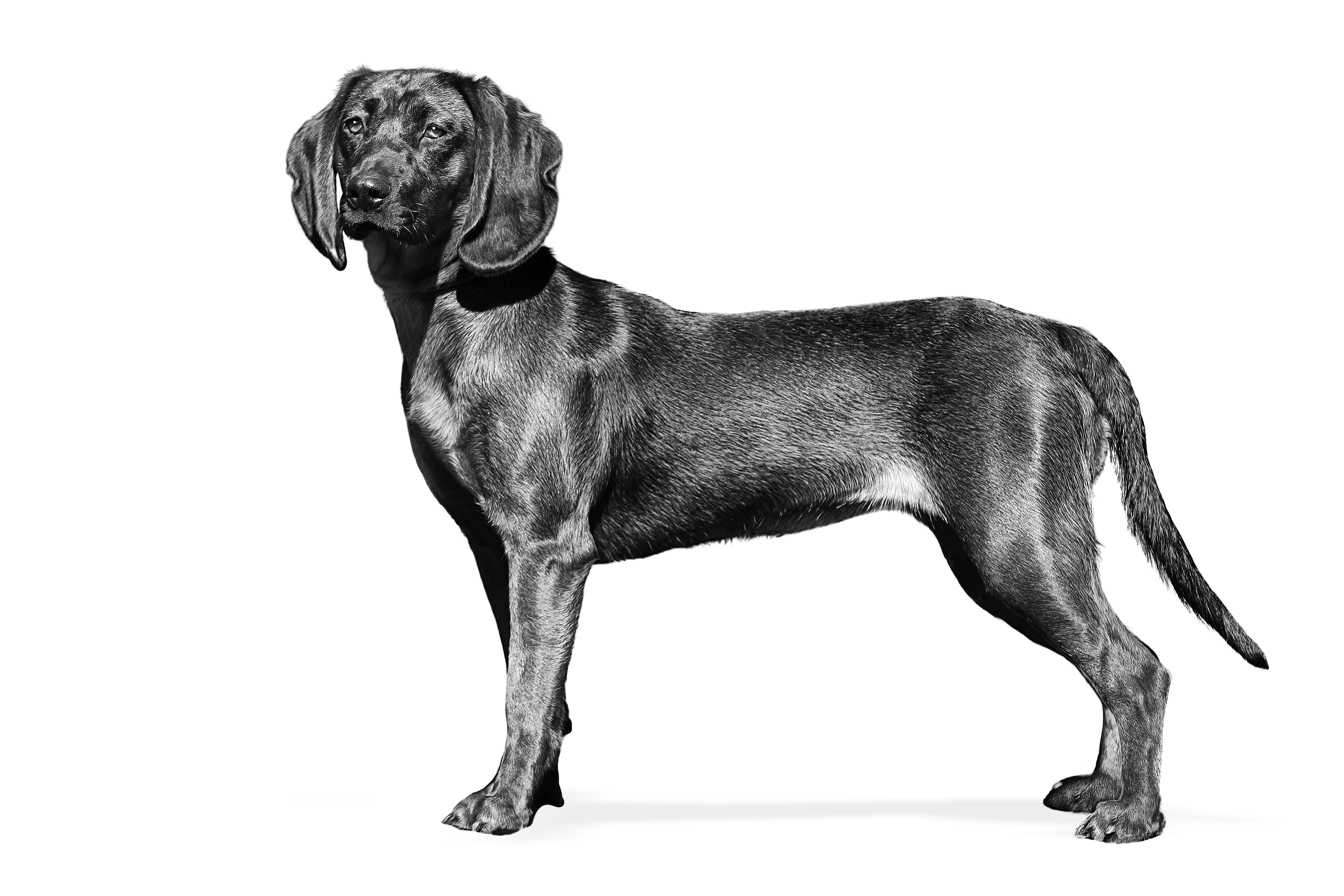 Bavarian Mountain Scent Hound adult standing