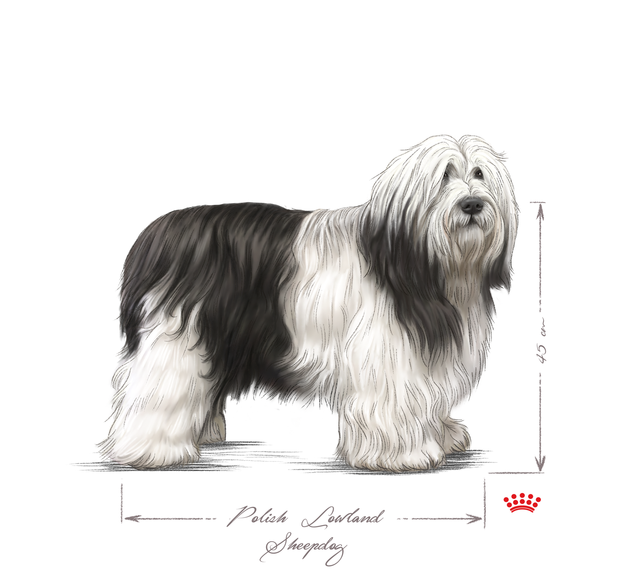 Polish Lowland Sheepdog adult black and white