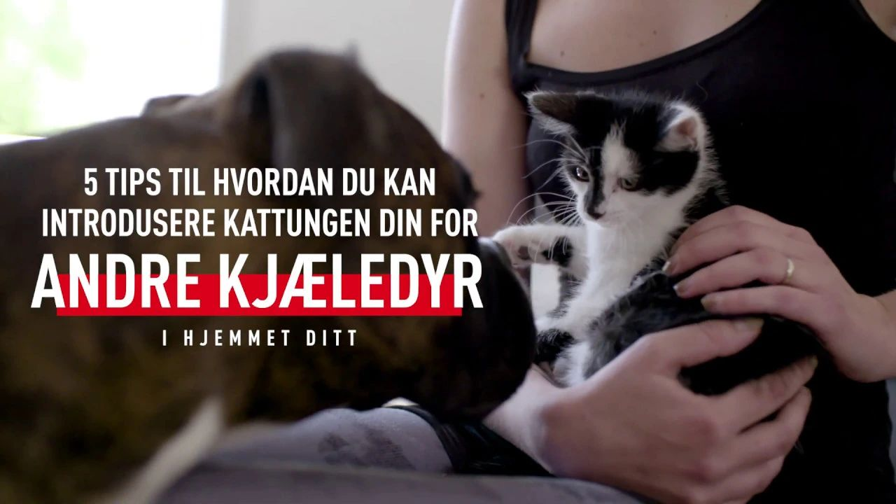 Kattungen din å andre kjæledyr