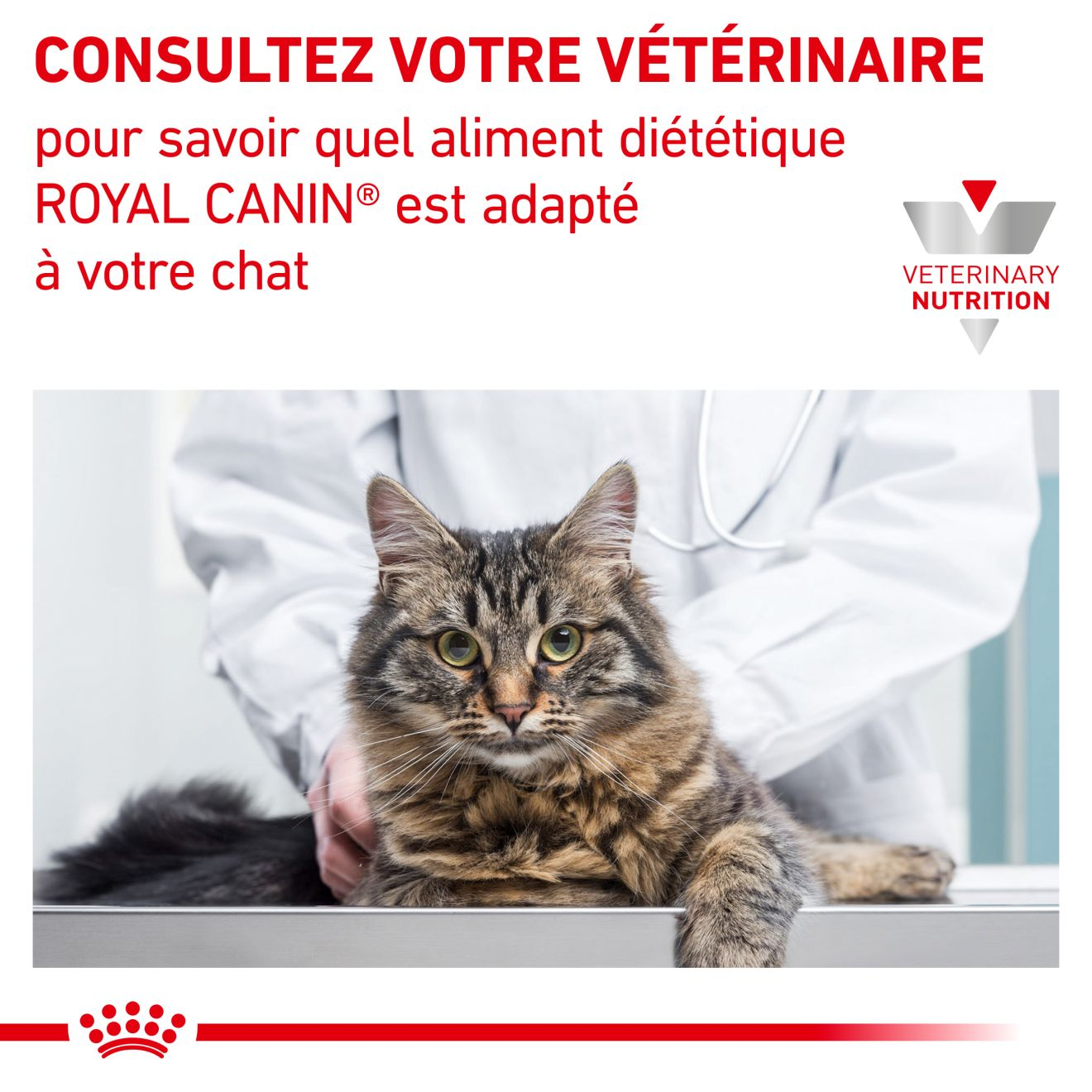 Royal Canin hypoallergenic chat - Croquettes Chat - Alimentation