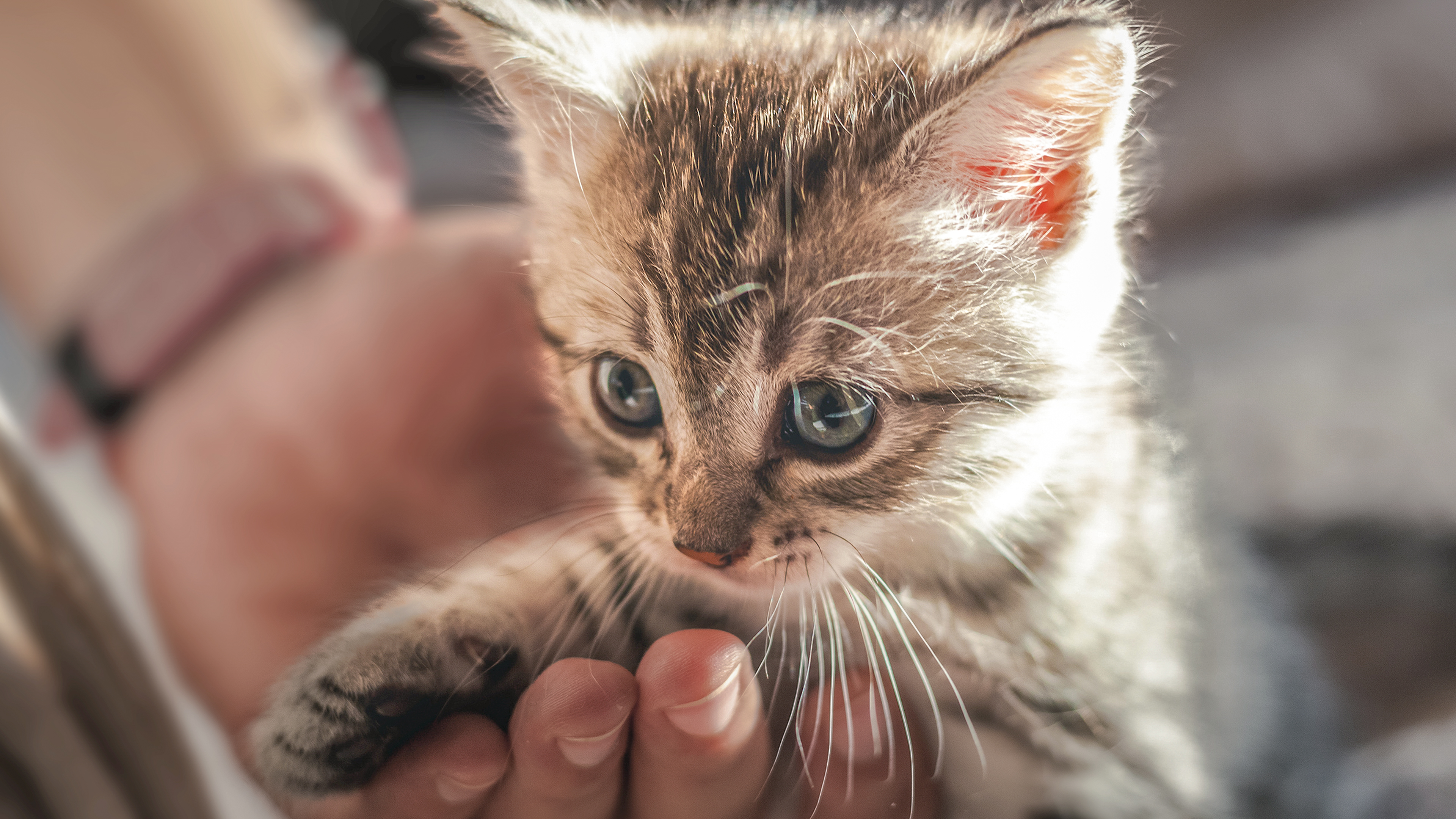 Tabby kitten indoors interacting with its owner