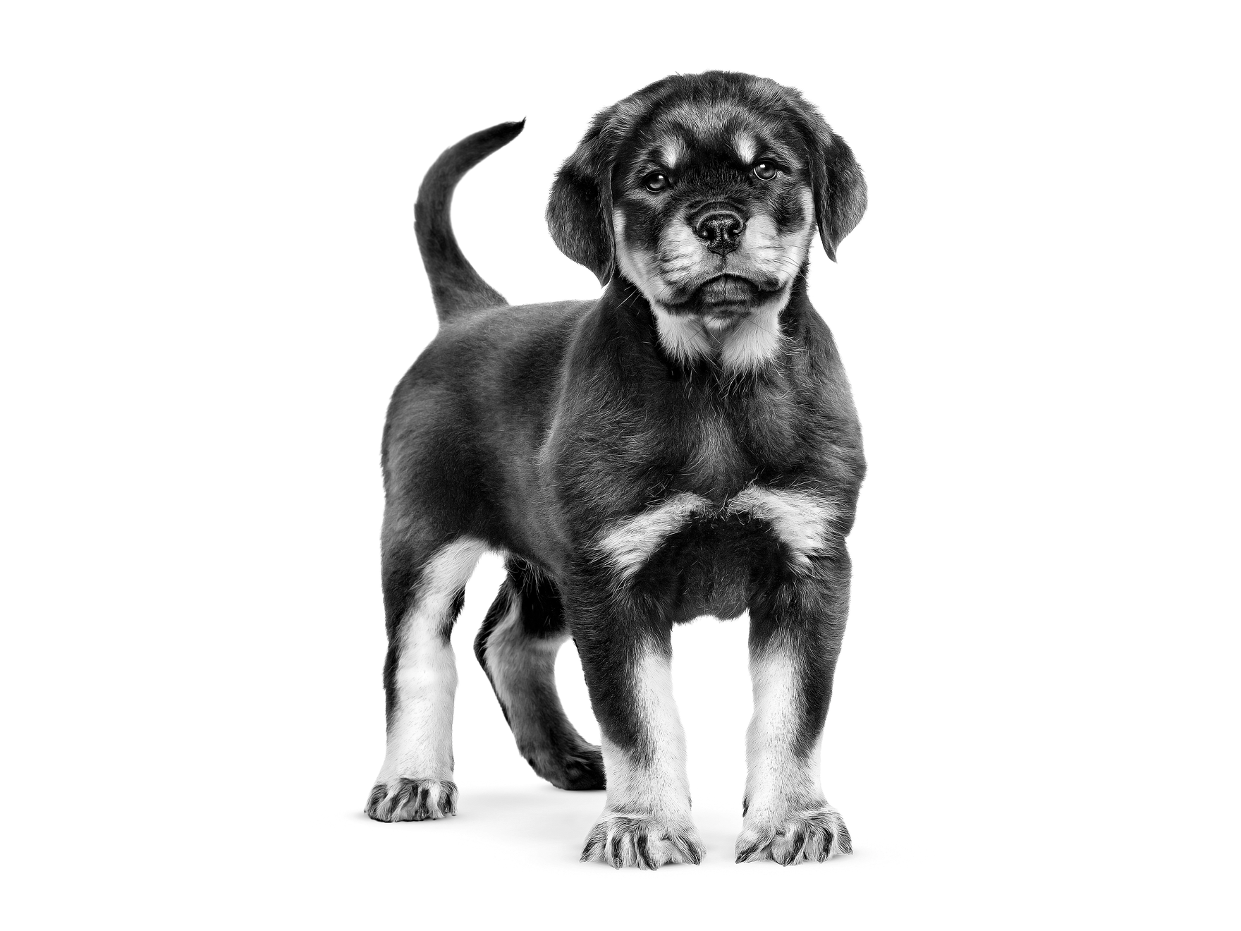 Rottweiler puppy standing looking at camera in black and white