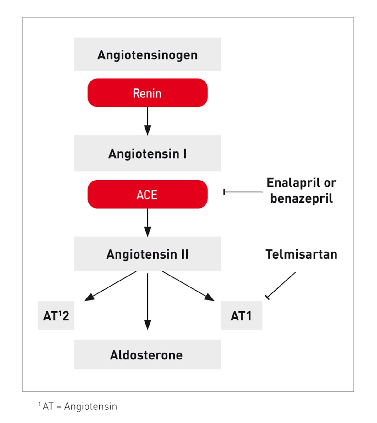 The renin-angiotensin-aldosterone system and the sites of action for the most commonly used inhibitors in cats.