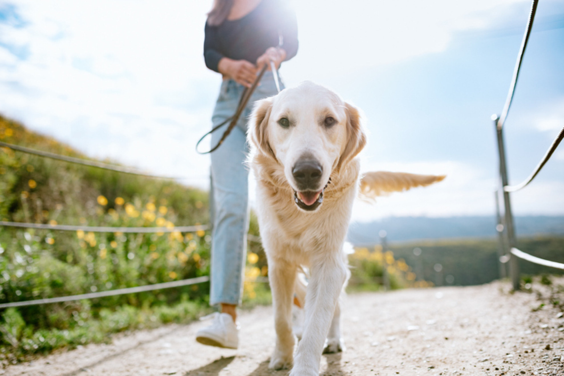 Hond wandelt buiten aan de lijn