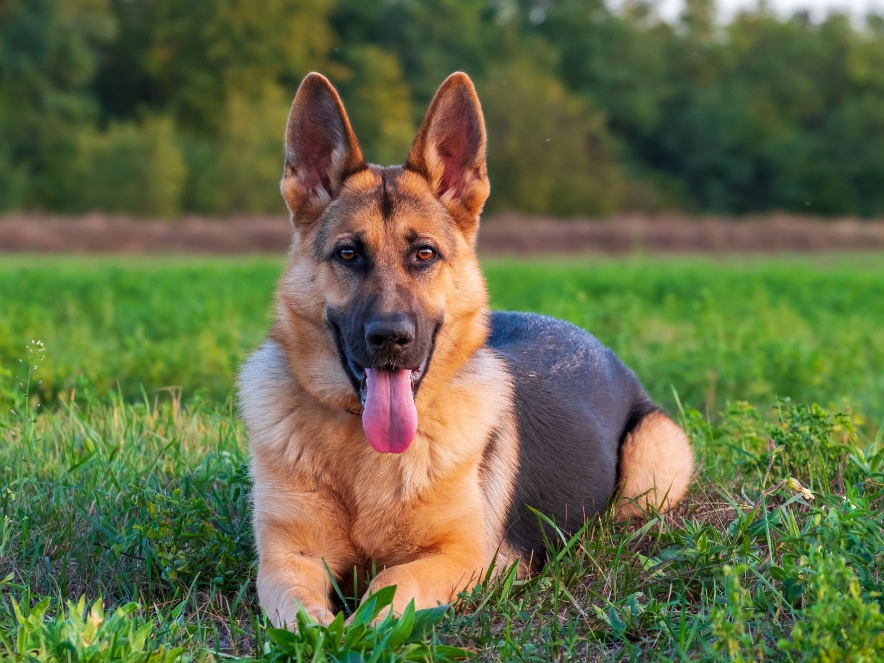 chien de berger allemand dans une forêt en Hongrie