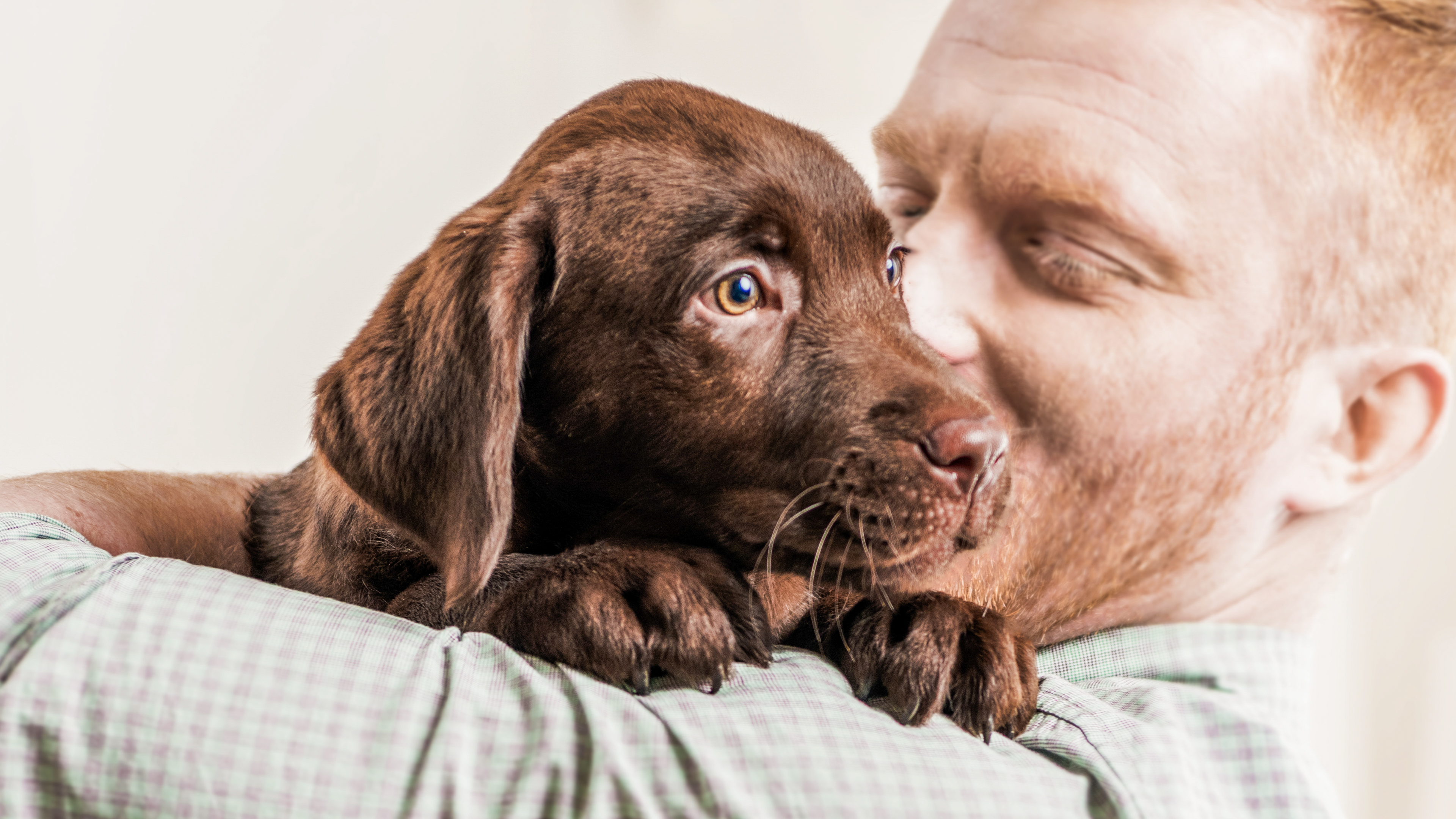 Chocolate Labrador Retriever puppy being held by owner