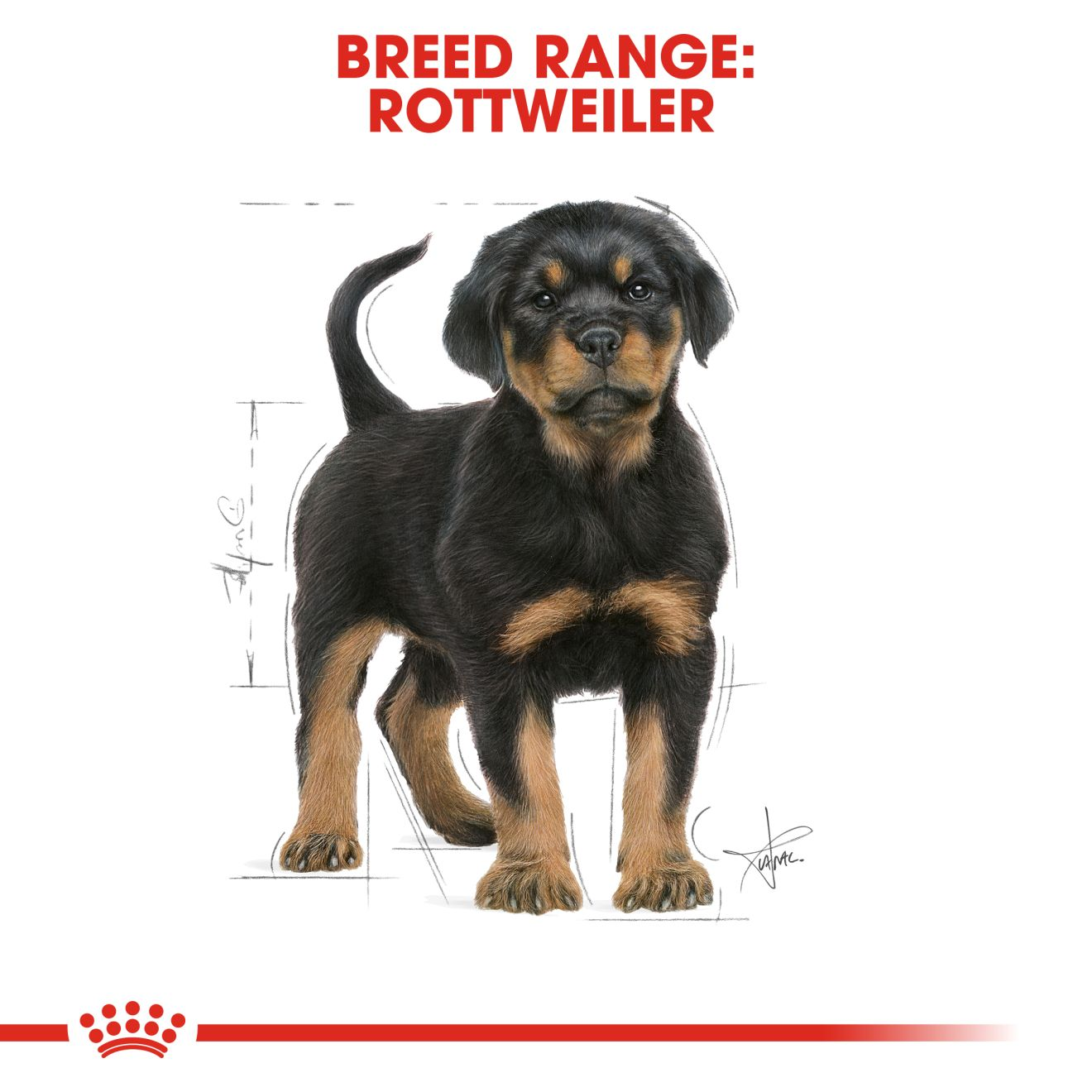 How much to outlet feed a rottweiler puppy