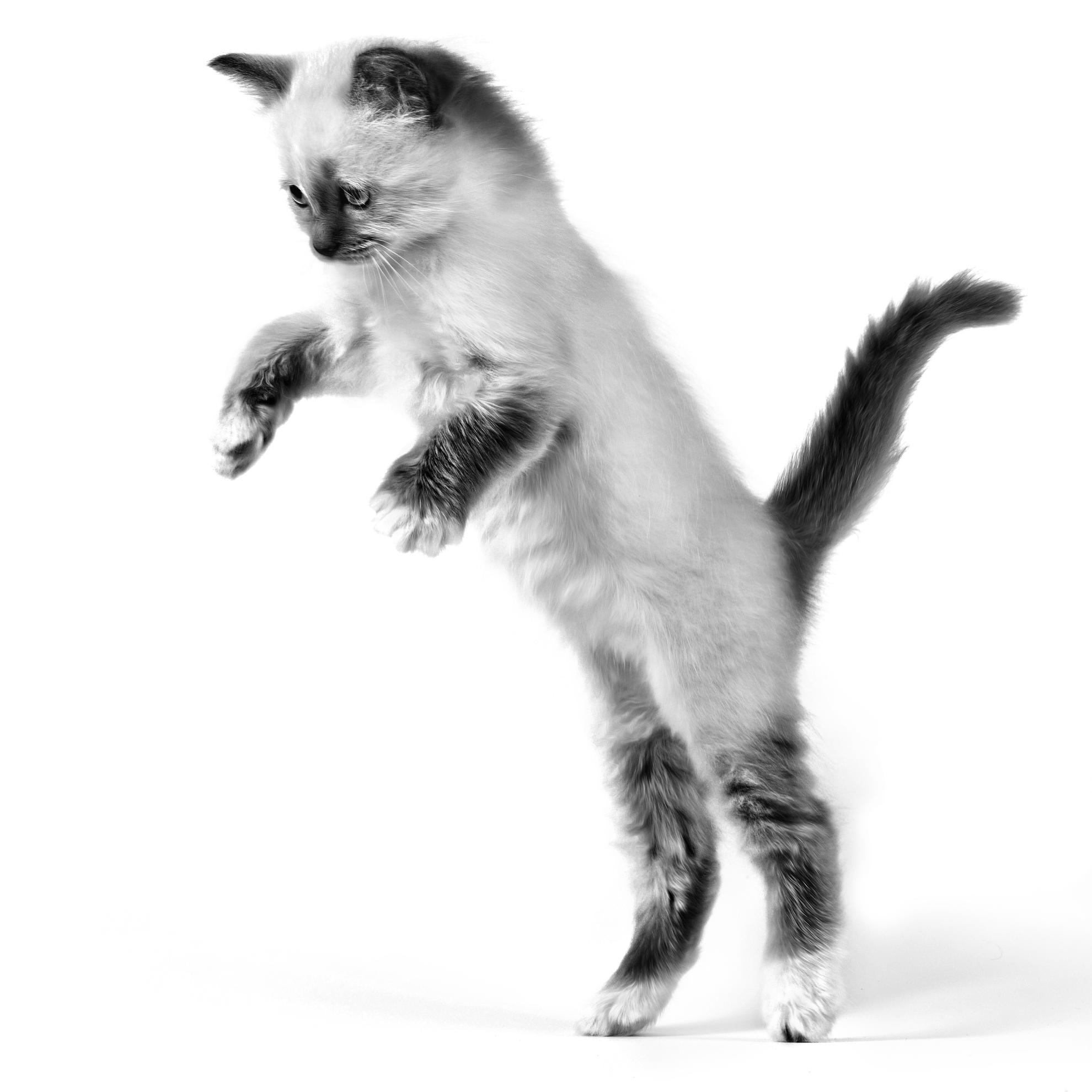 Kitten jumping