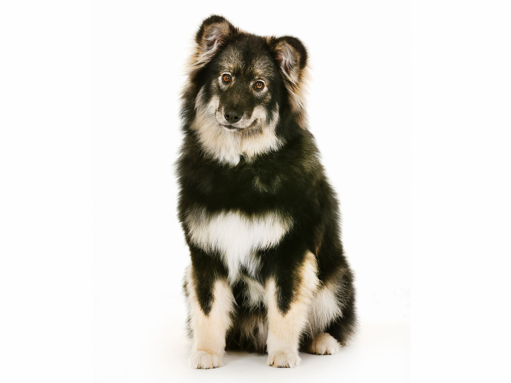 Finnish Lapponian Dog adult black and white